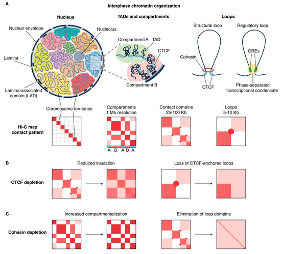 Chromatin Organization In Nucleus