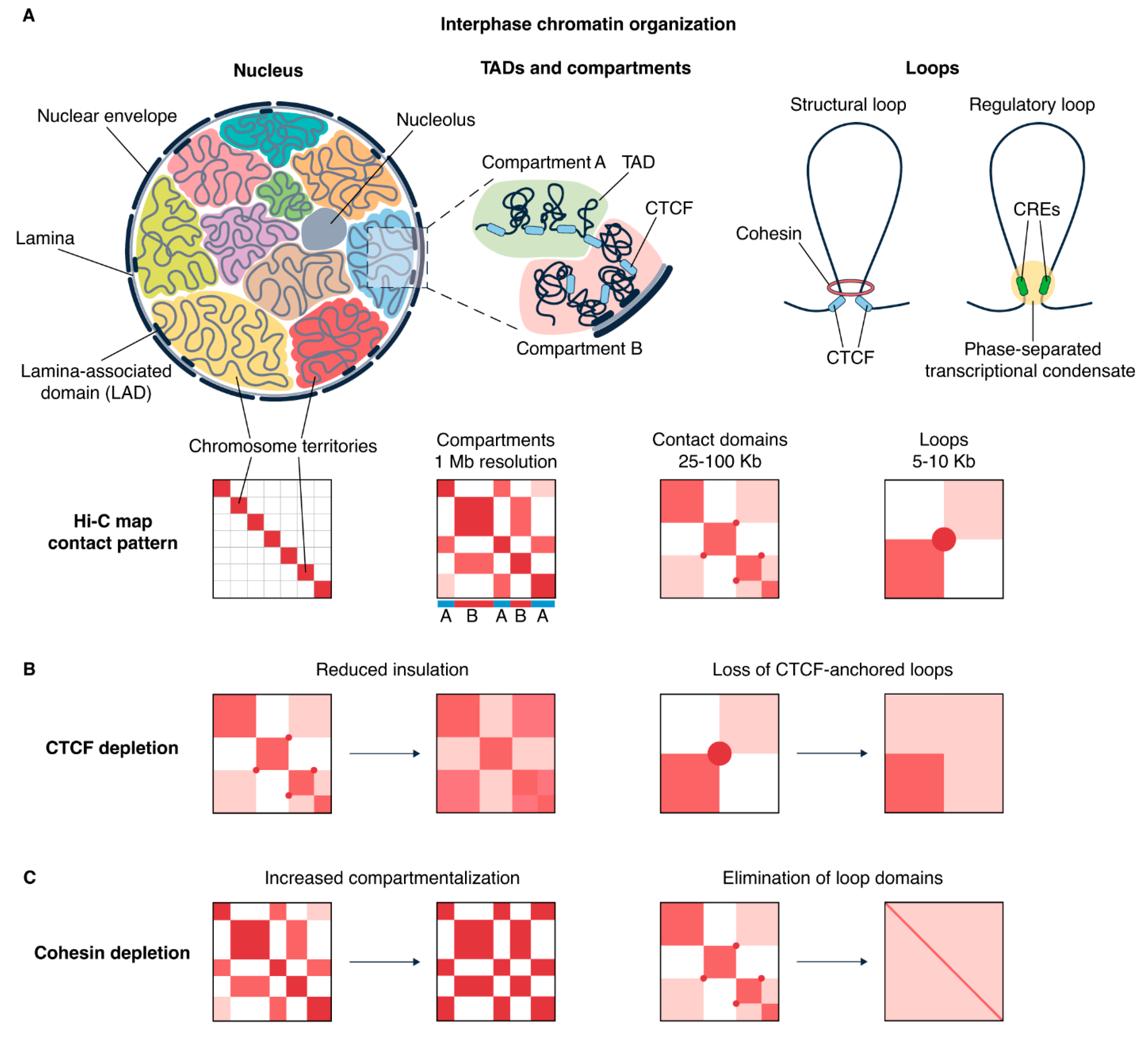 Spatial Chromatin Organization Across the Cell Cycle: Insights from ...