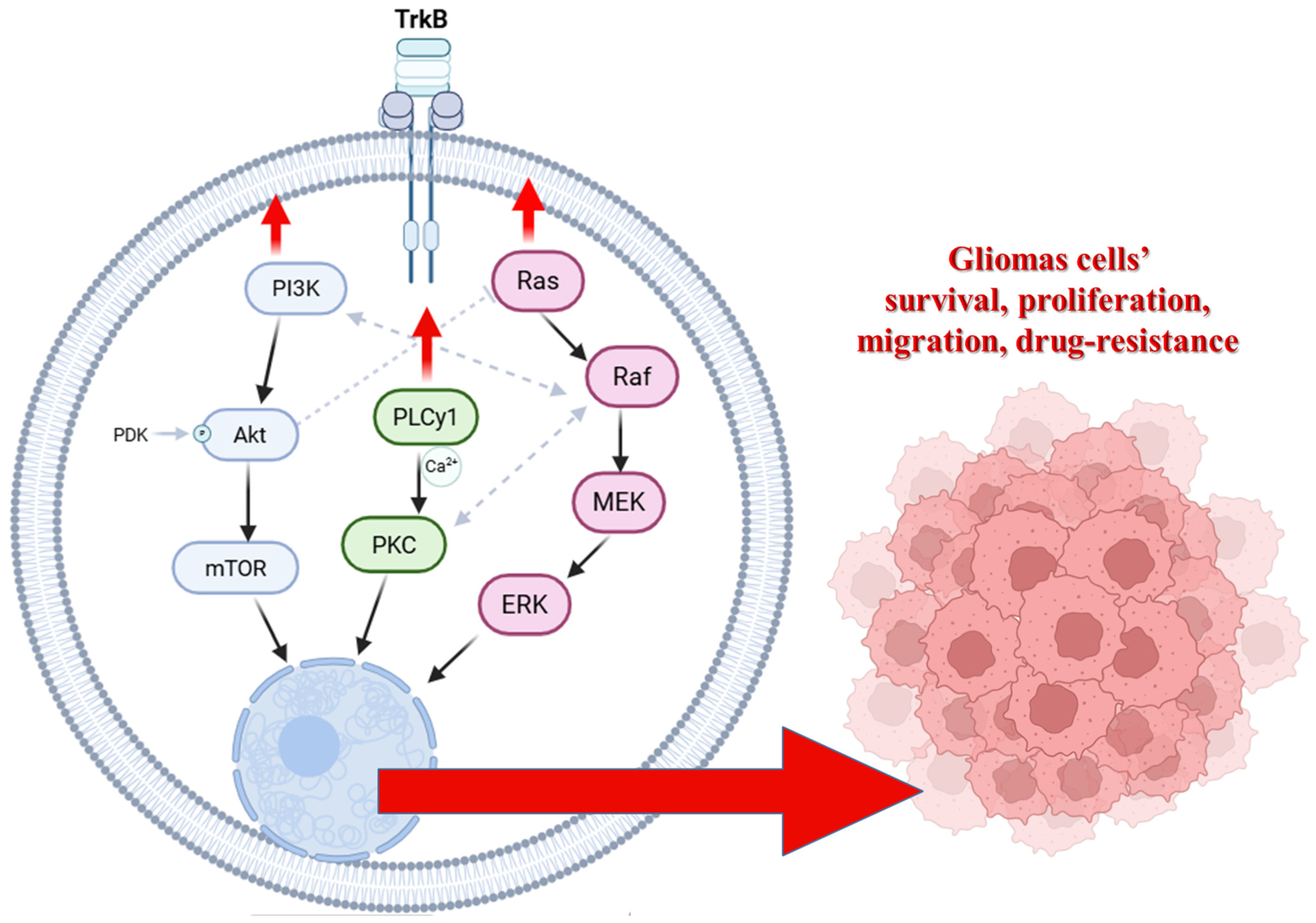 Cells 15 00053 g001