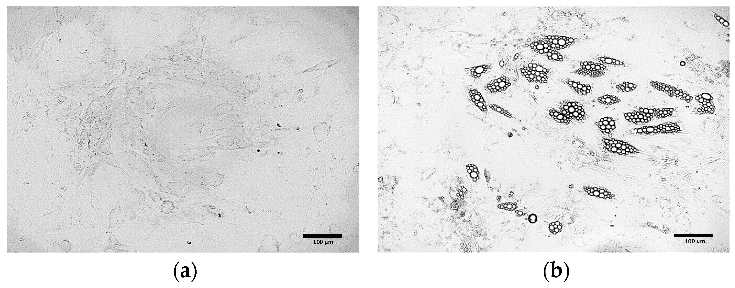 Cells 15 00054 g004a