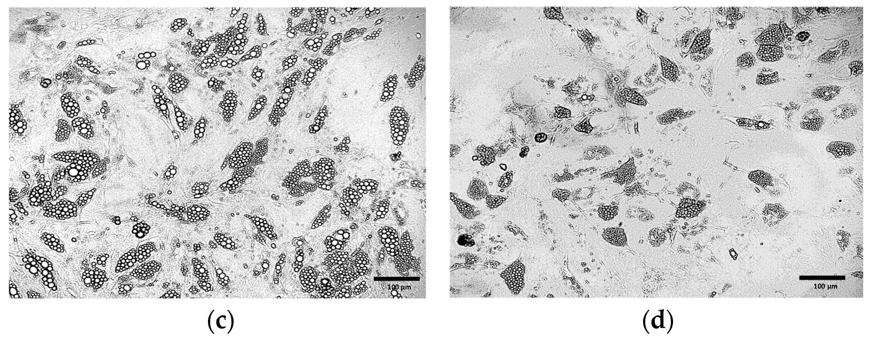 Cells 15 00054 g004b