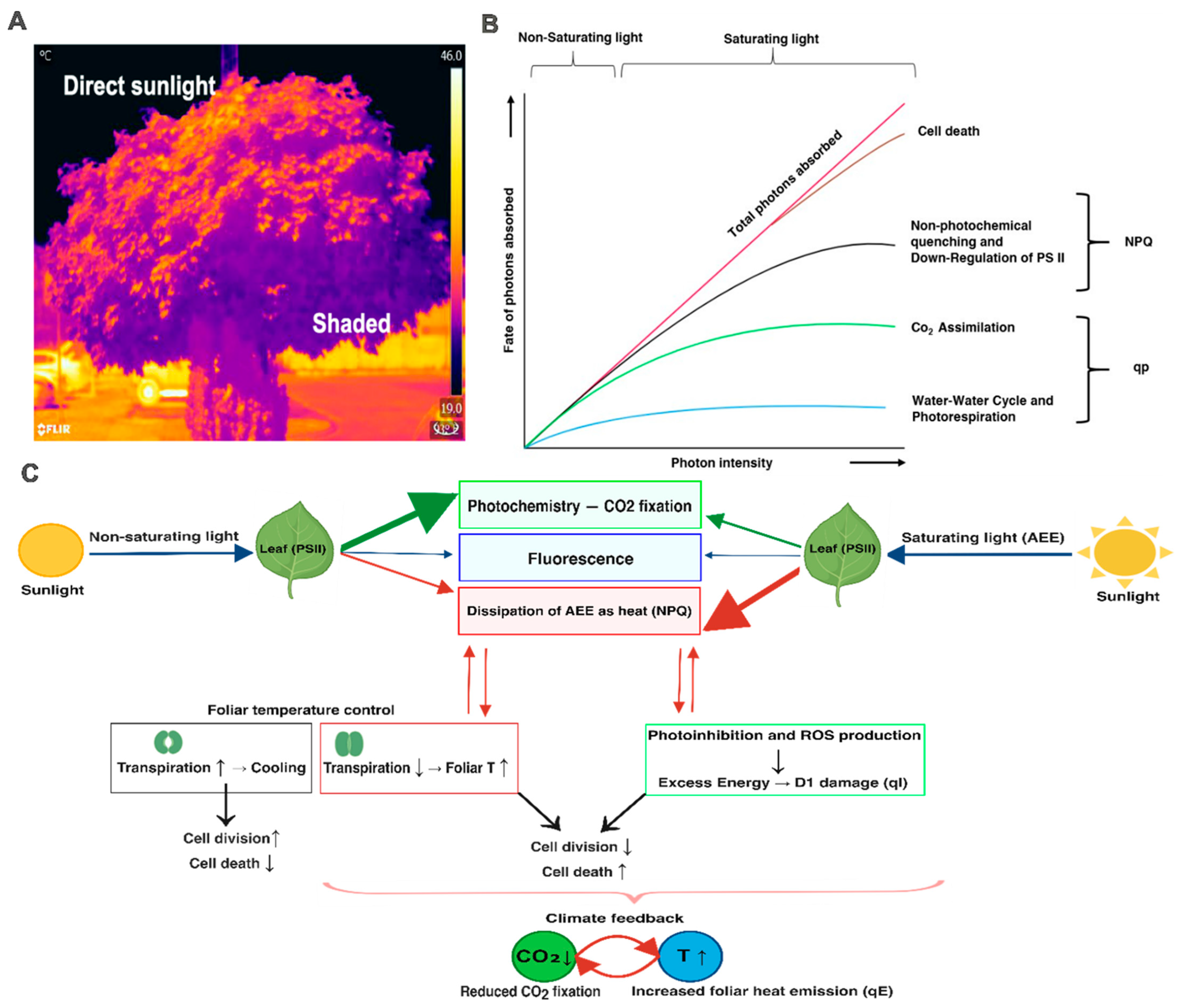 Cells 15 00075 g001 Cells 15 00075 g001