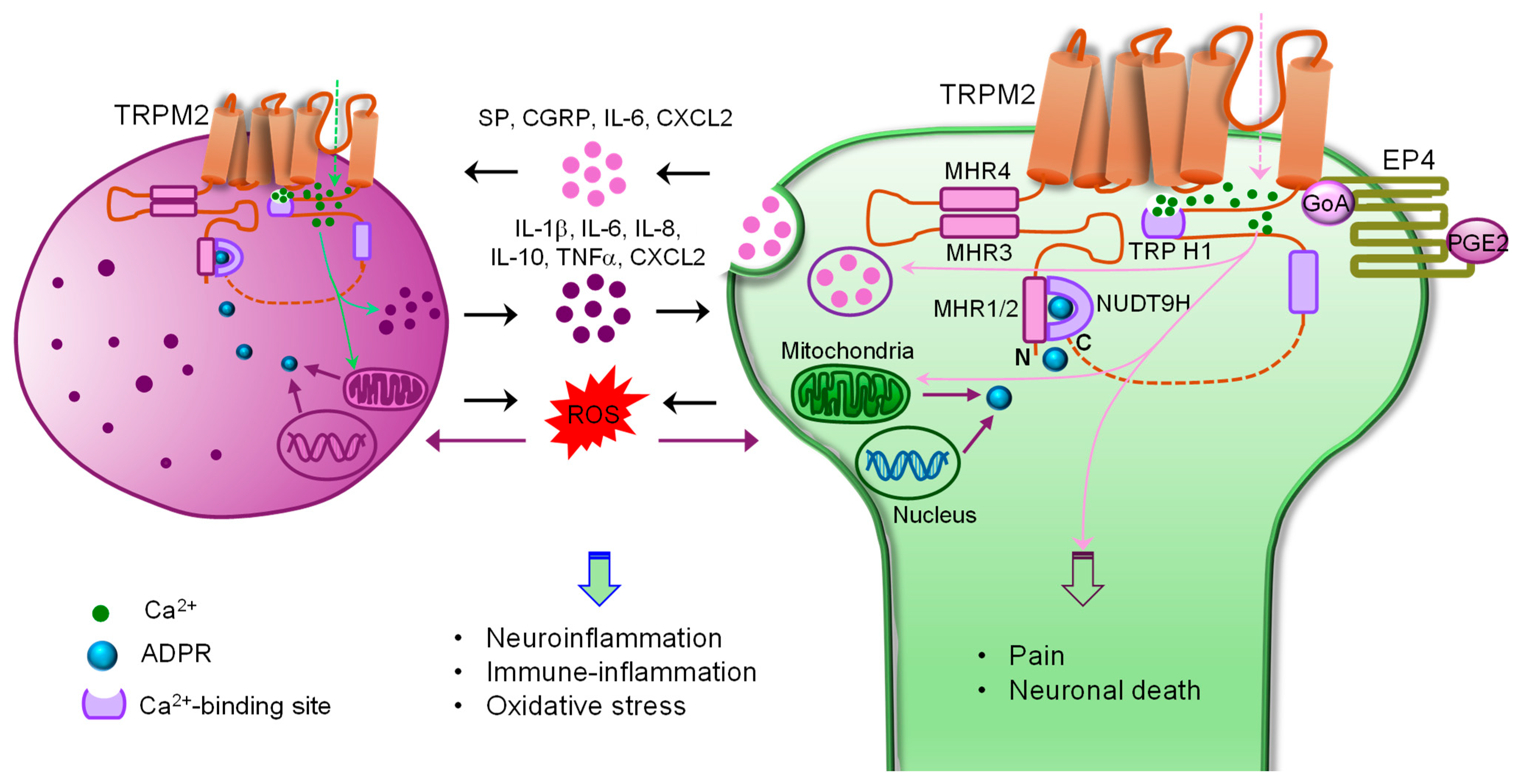 Cells 15 00076 g001 Cells 15 00076 g001