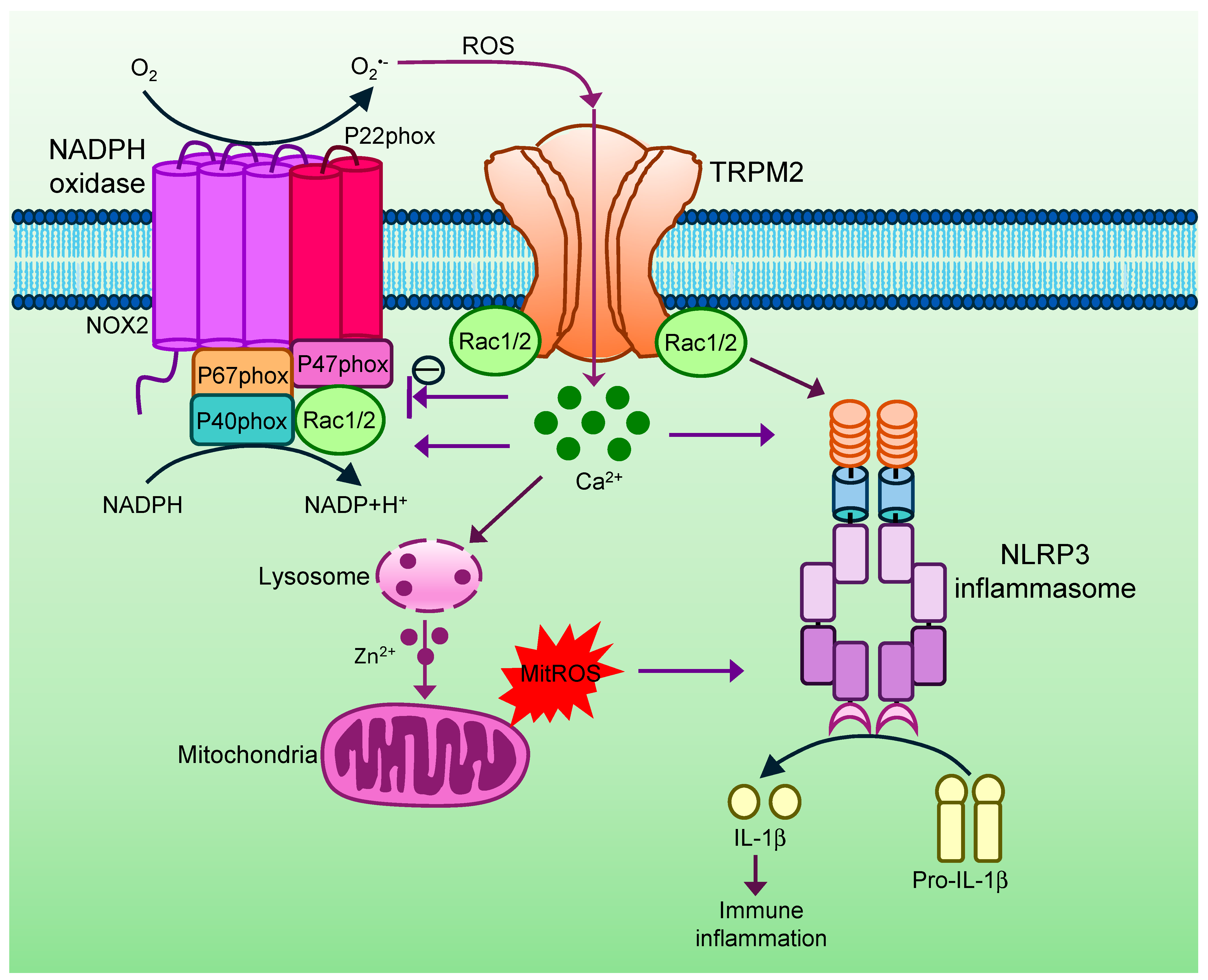 Cells 15 00076 g002 Cells 15 00076 g002