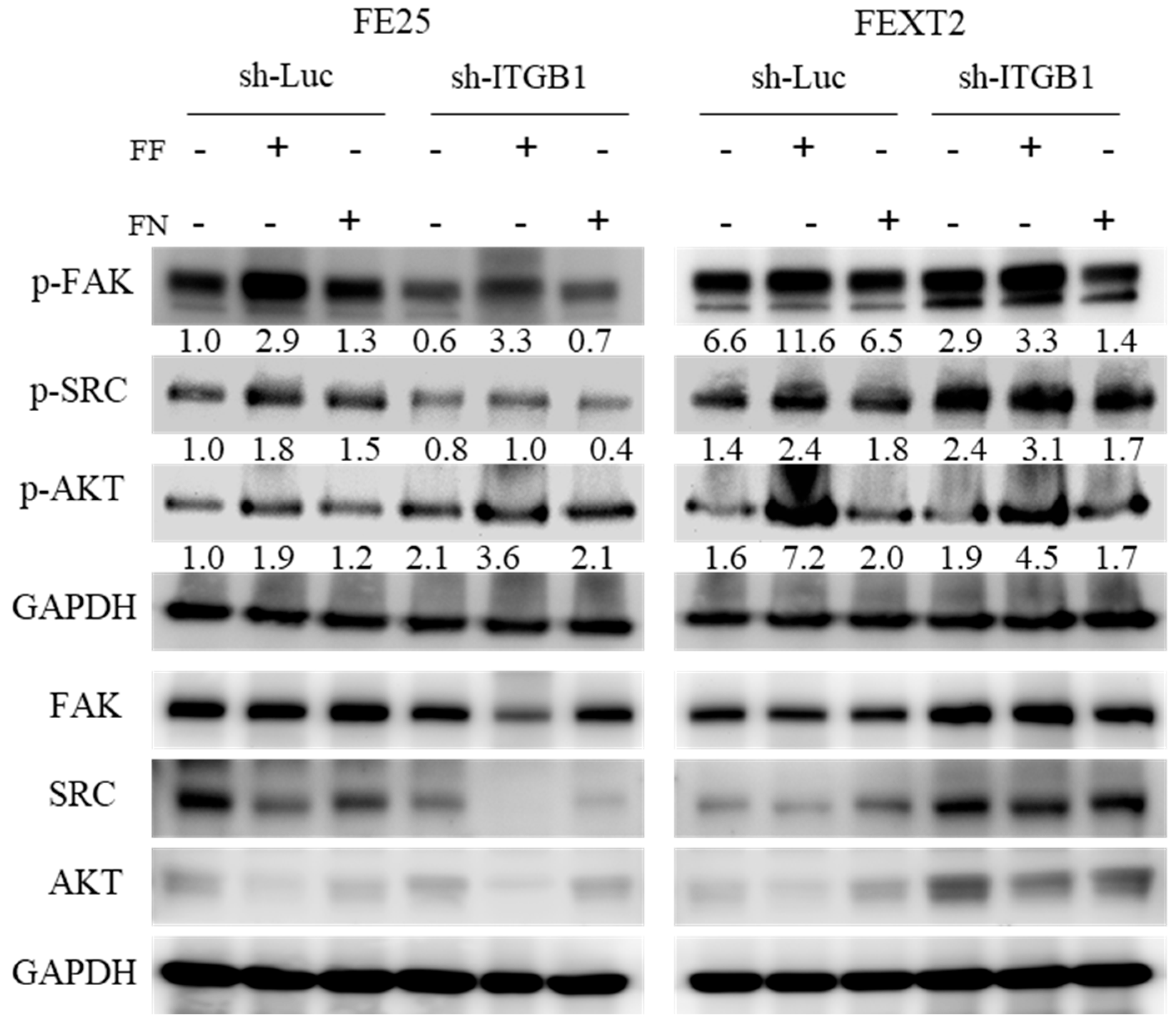 Cells 15 00080 g007 Cells 15 00080 g007
