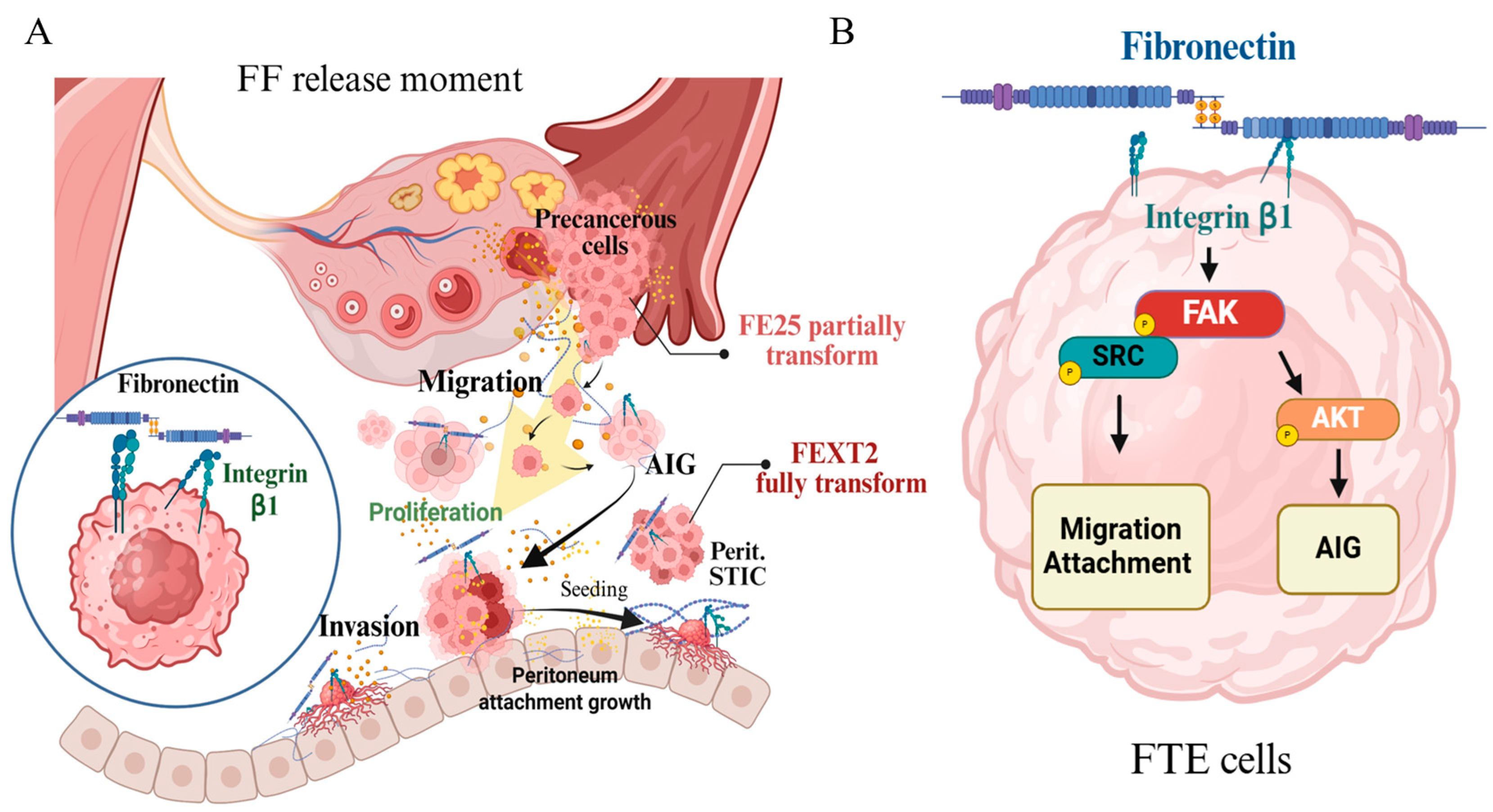 Cells 15 00080 g008 Cells 15 00080 g008