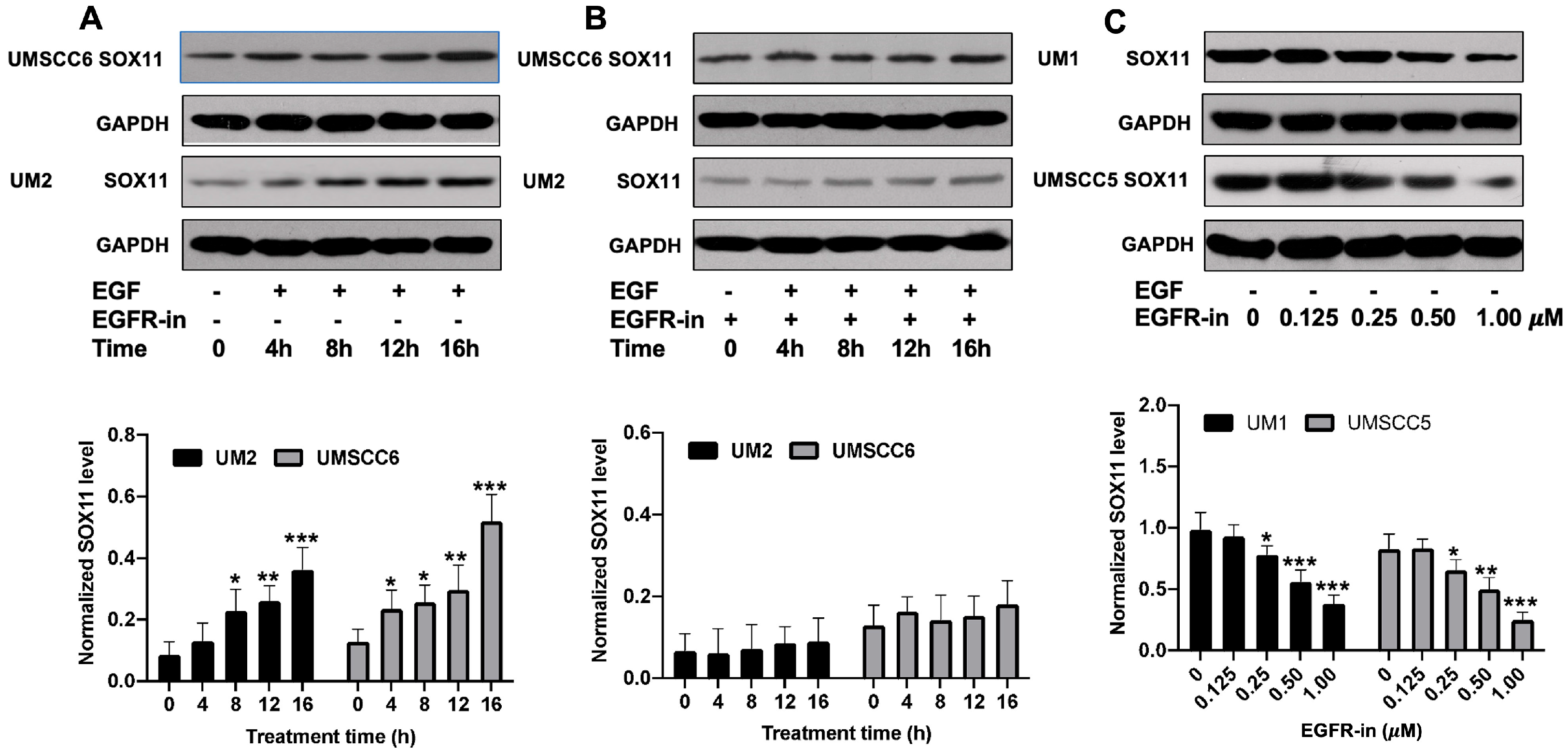 Cells 15 00084 g002 Cells 15 00084 g002