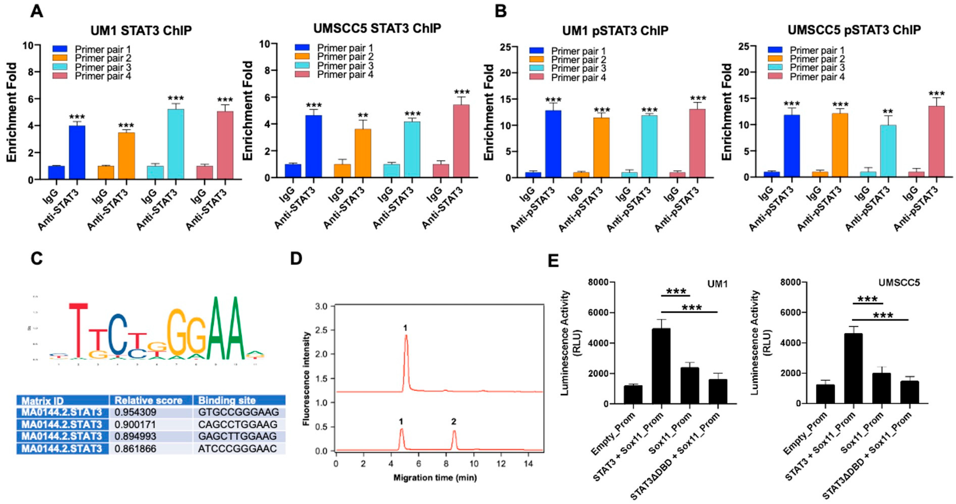 Cells 15 00084 g003 Cells 15 00084 g003