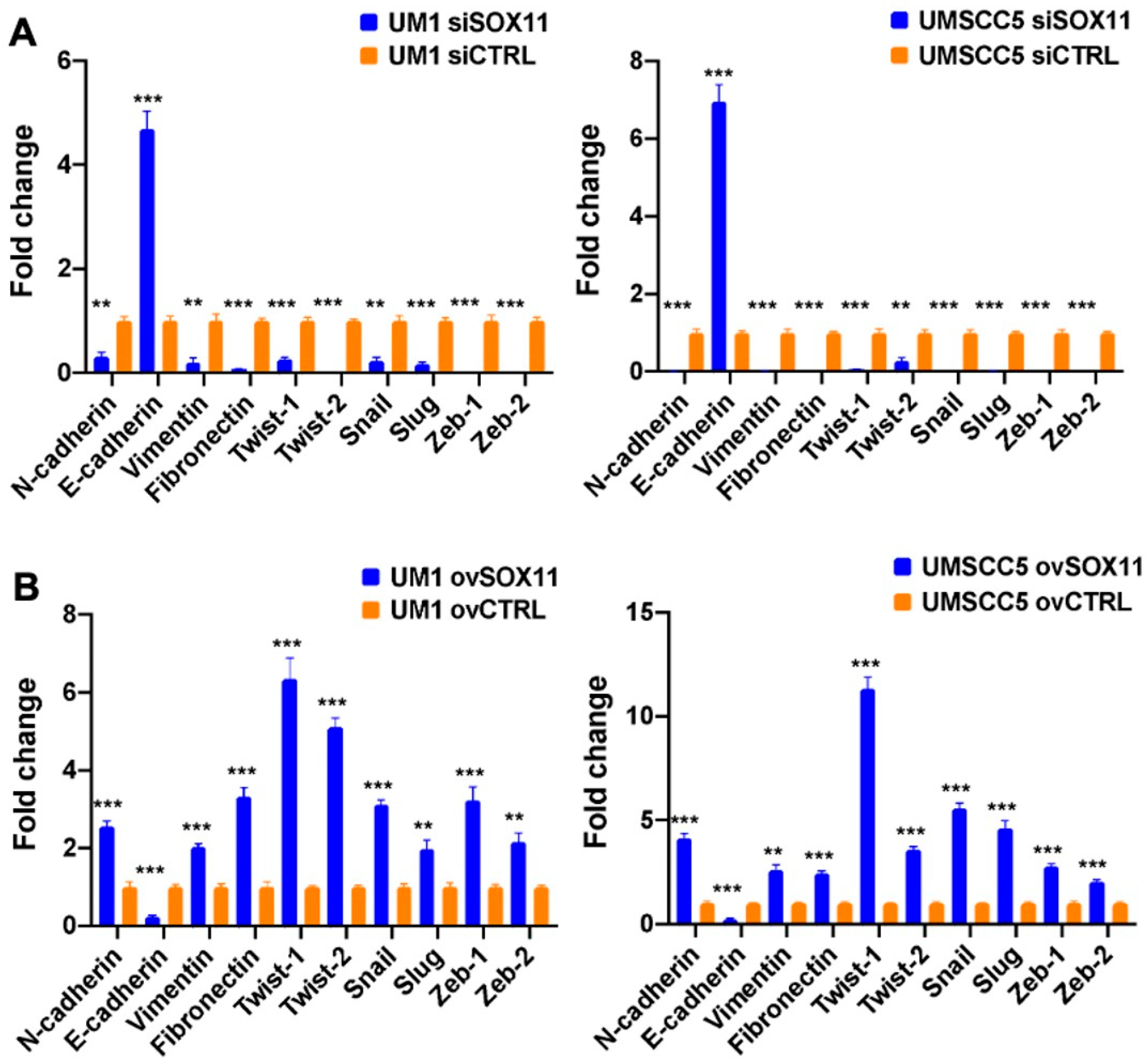 Cells 15 00084 g004 Cells 15 00084 g004