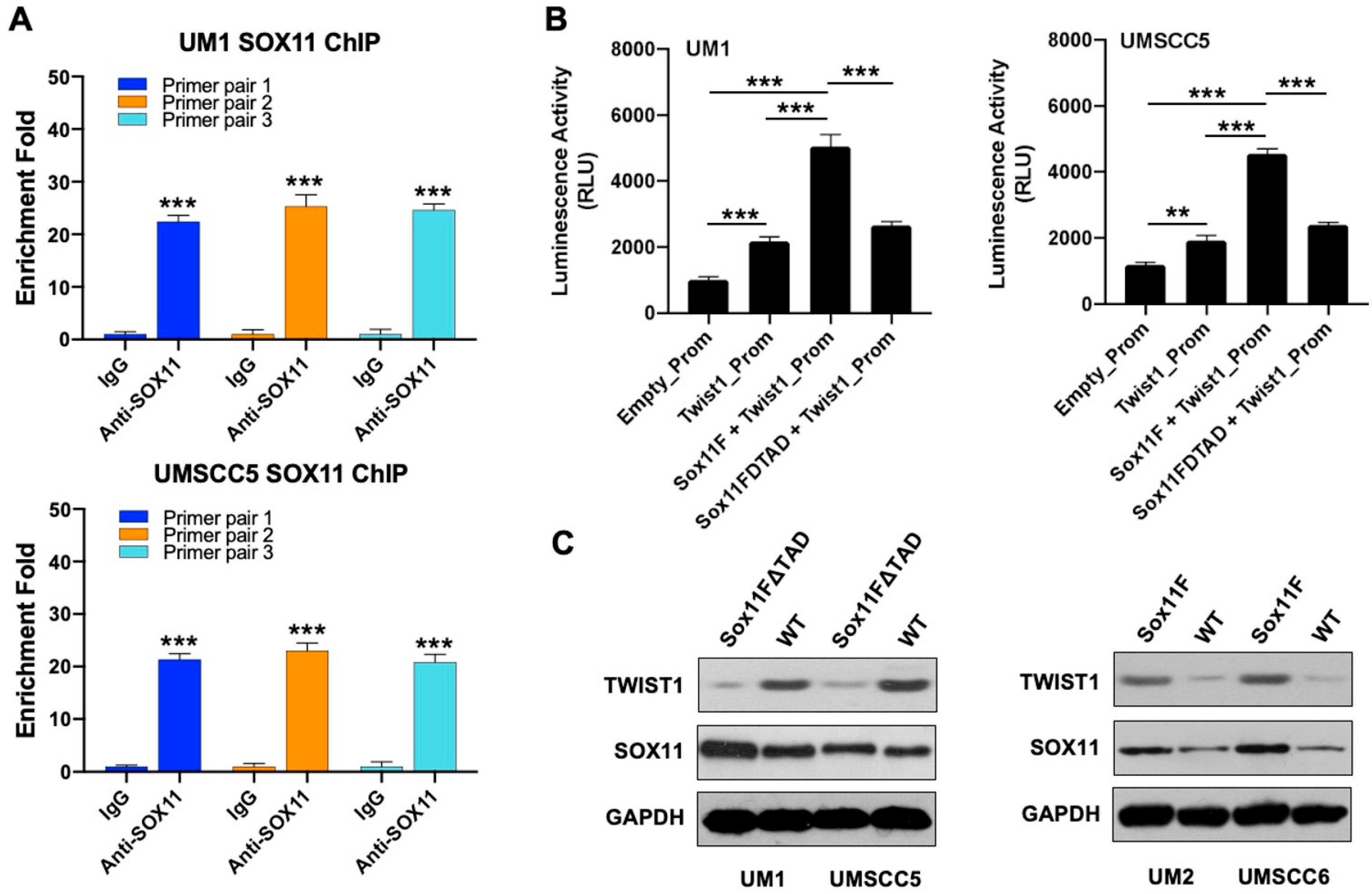 Cells 15 00084 g006 Cells 15 00084 g006