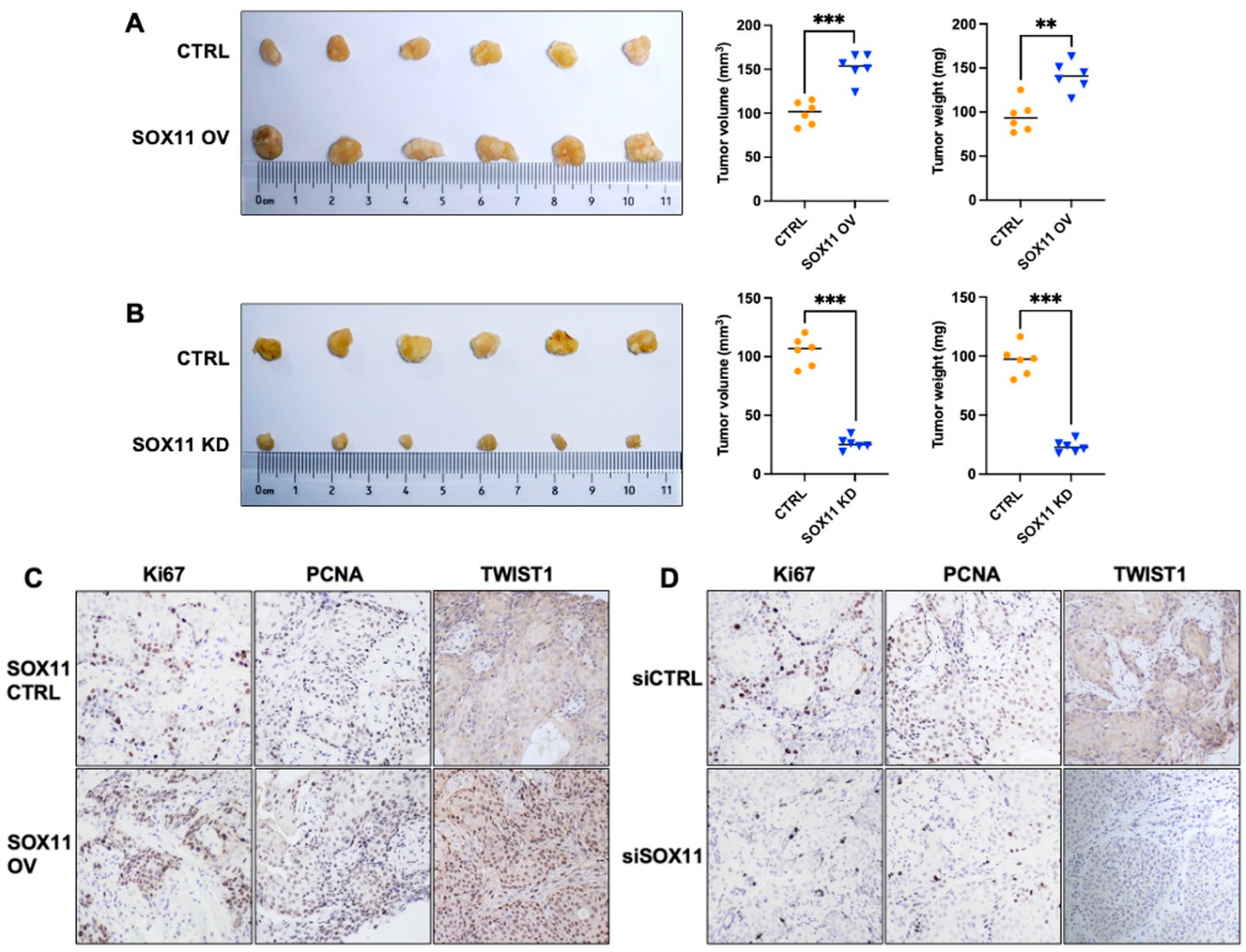 Cells 15 00084 g007 Cells 15 00084 g007