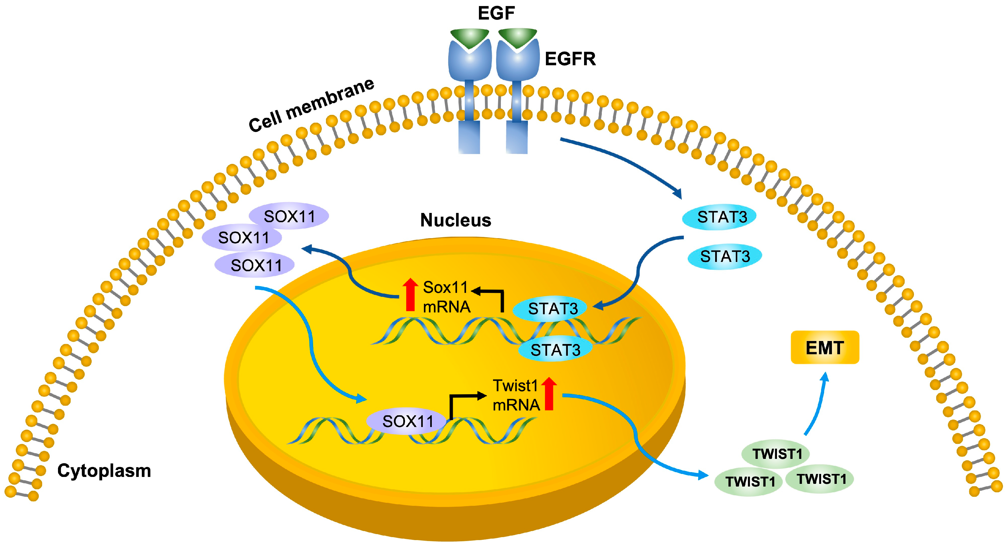 Cells 15 00084 g008 Cells 15 00084 g008