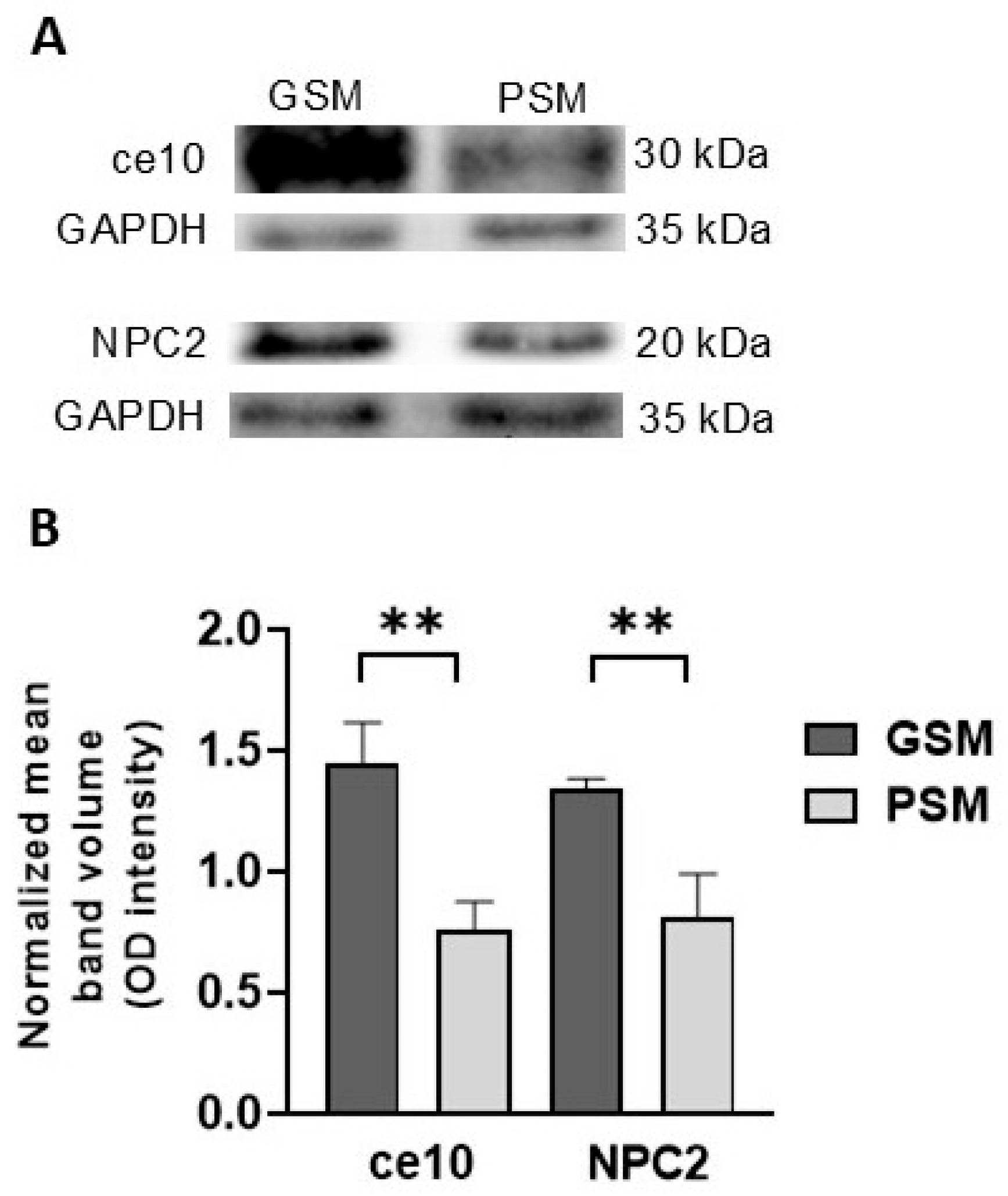 Cells 15 00085 g007 Cells 15 00085 g007