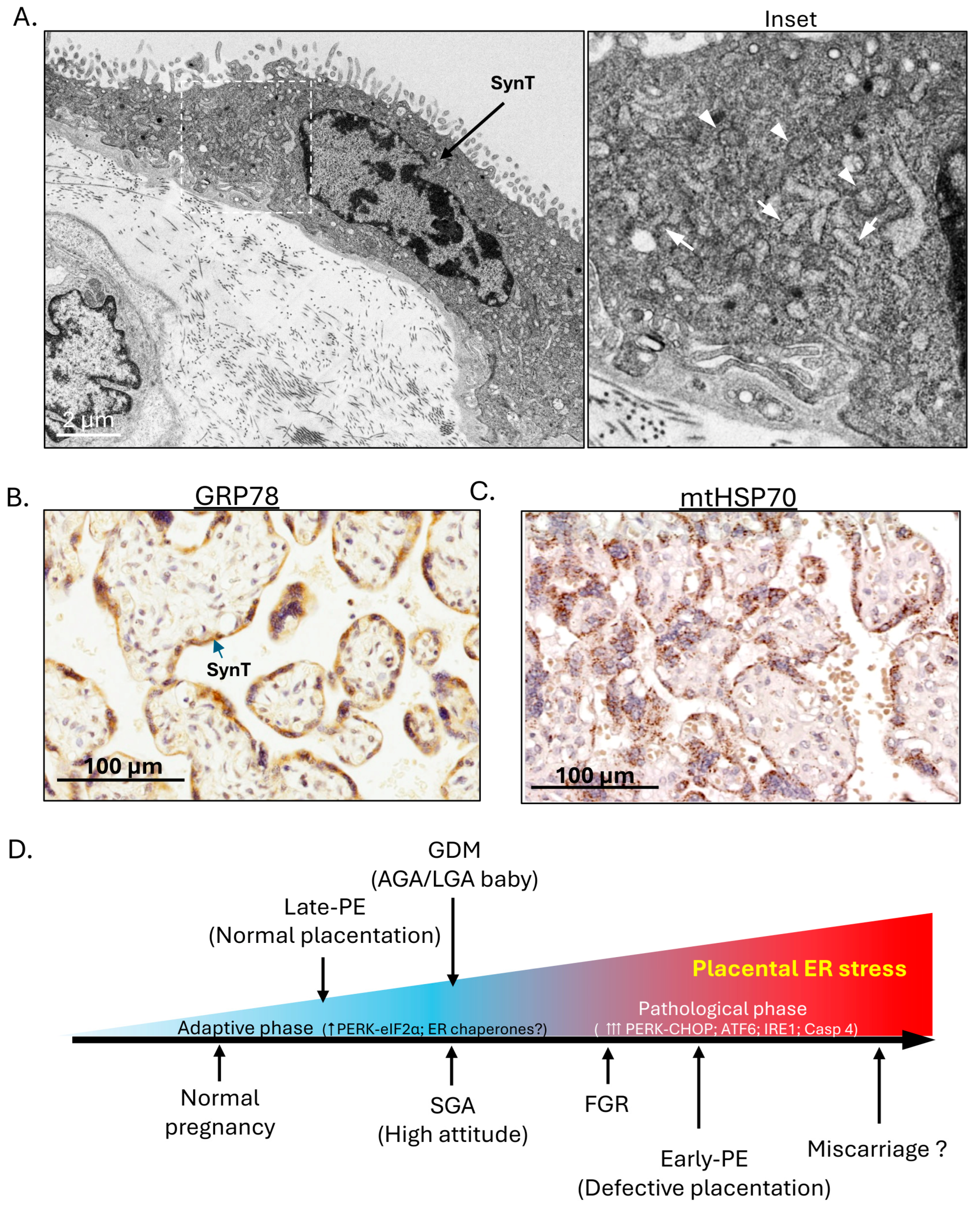 Cells 15 00096 g001 Cells 15 00096 g001
