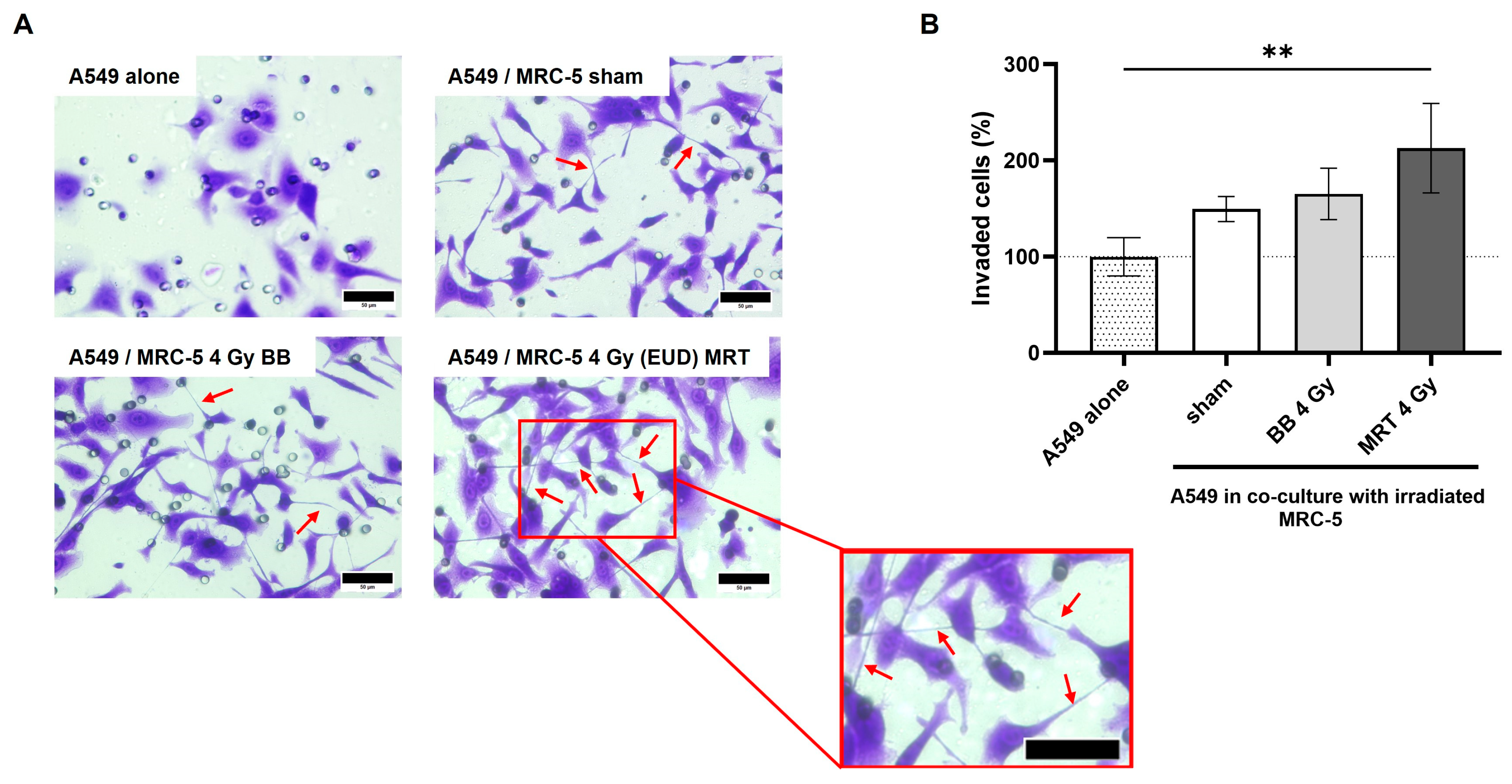Cells 15 00107 g008 Cells 15 00107 g008