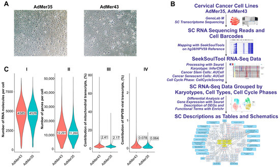 Single-Cell Transcriptomic Landscape of Cervical Cancer Cell Lines ...