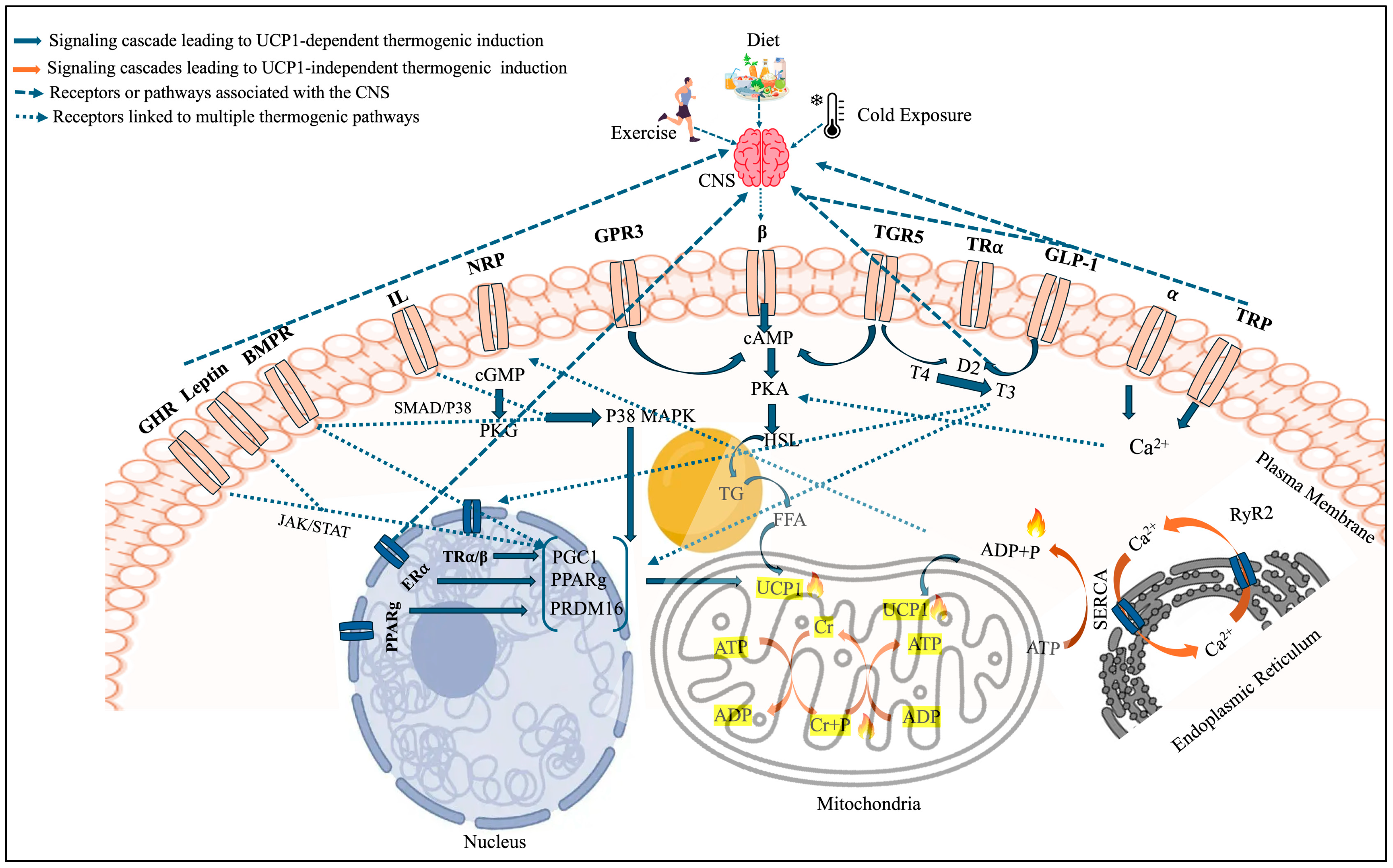 Cells 15 00131 g002