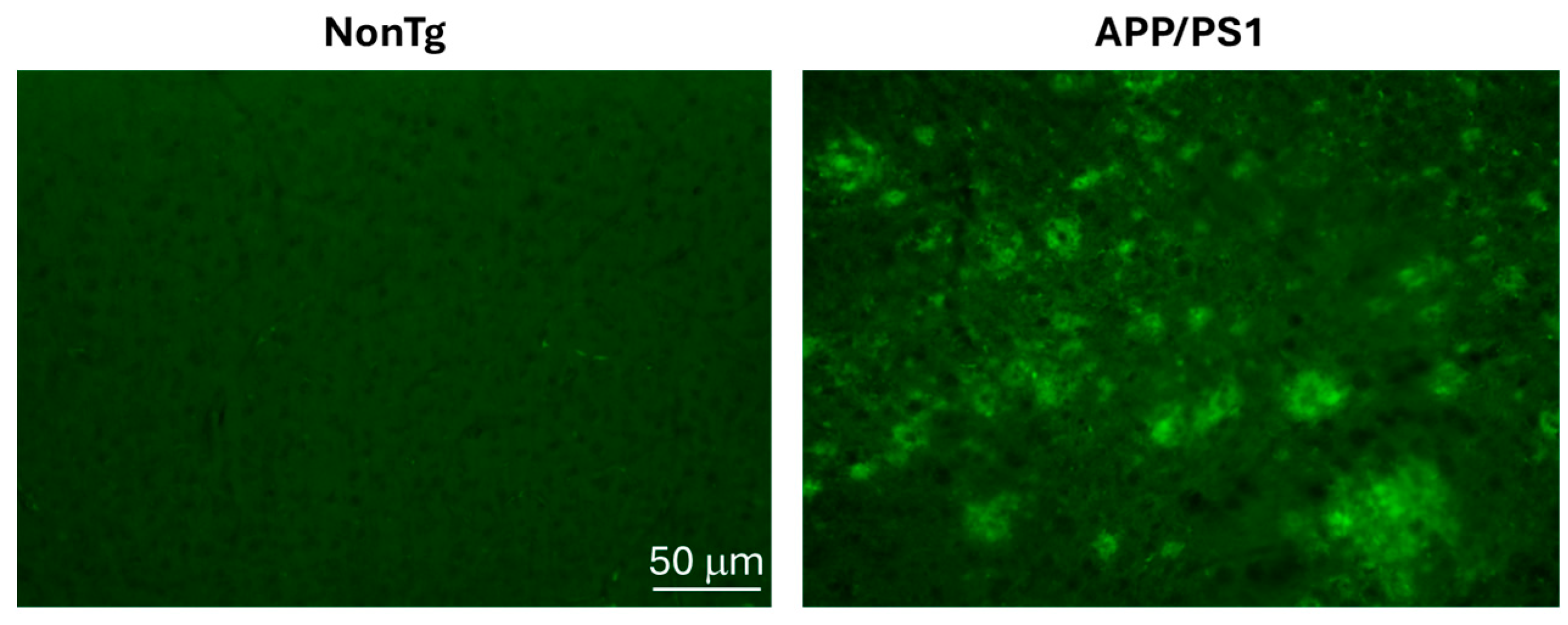 Cells 15 00132 g001 Cells 15 00132 g001