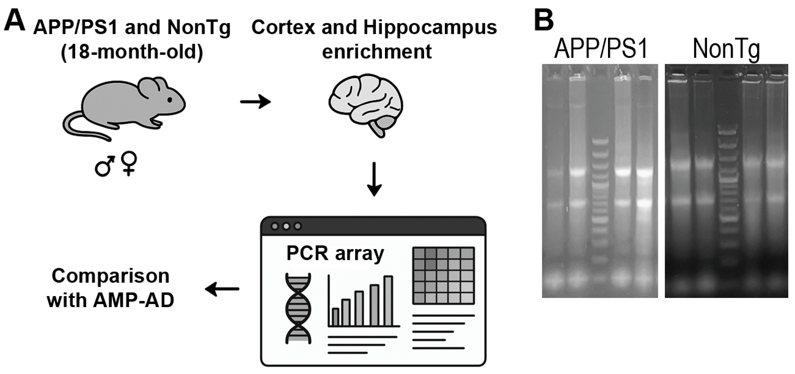 Cells 15 00132 g003 Cells 15 00132 g003