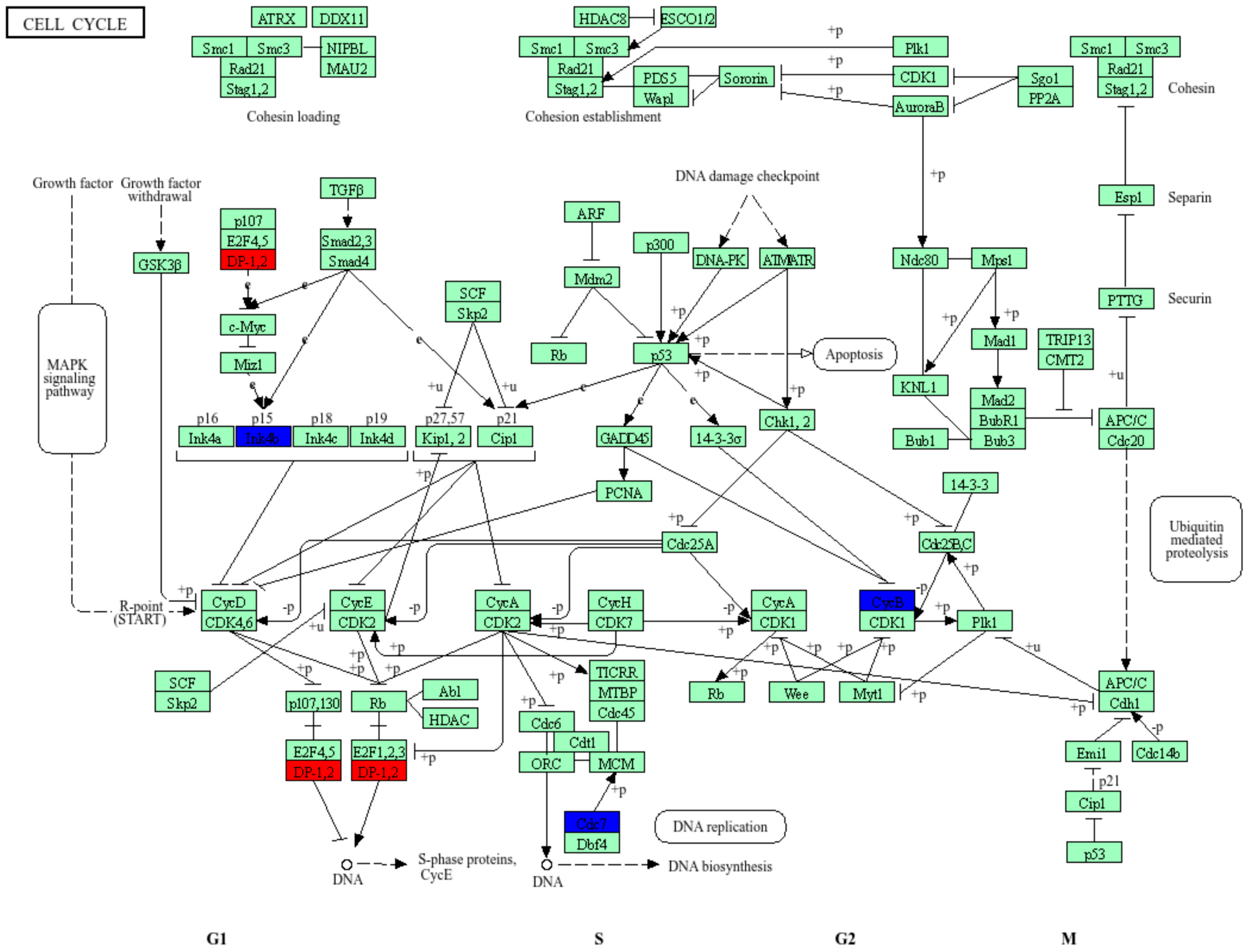 Cells 15 00132 g008 Cells 15 00132 g008