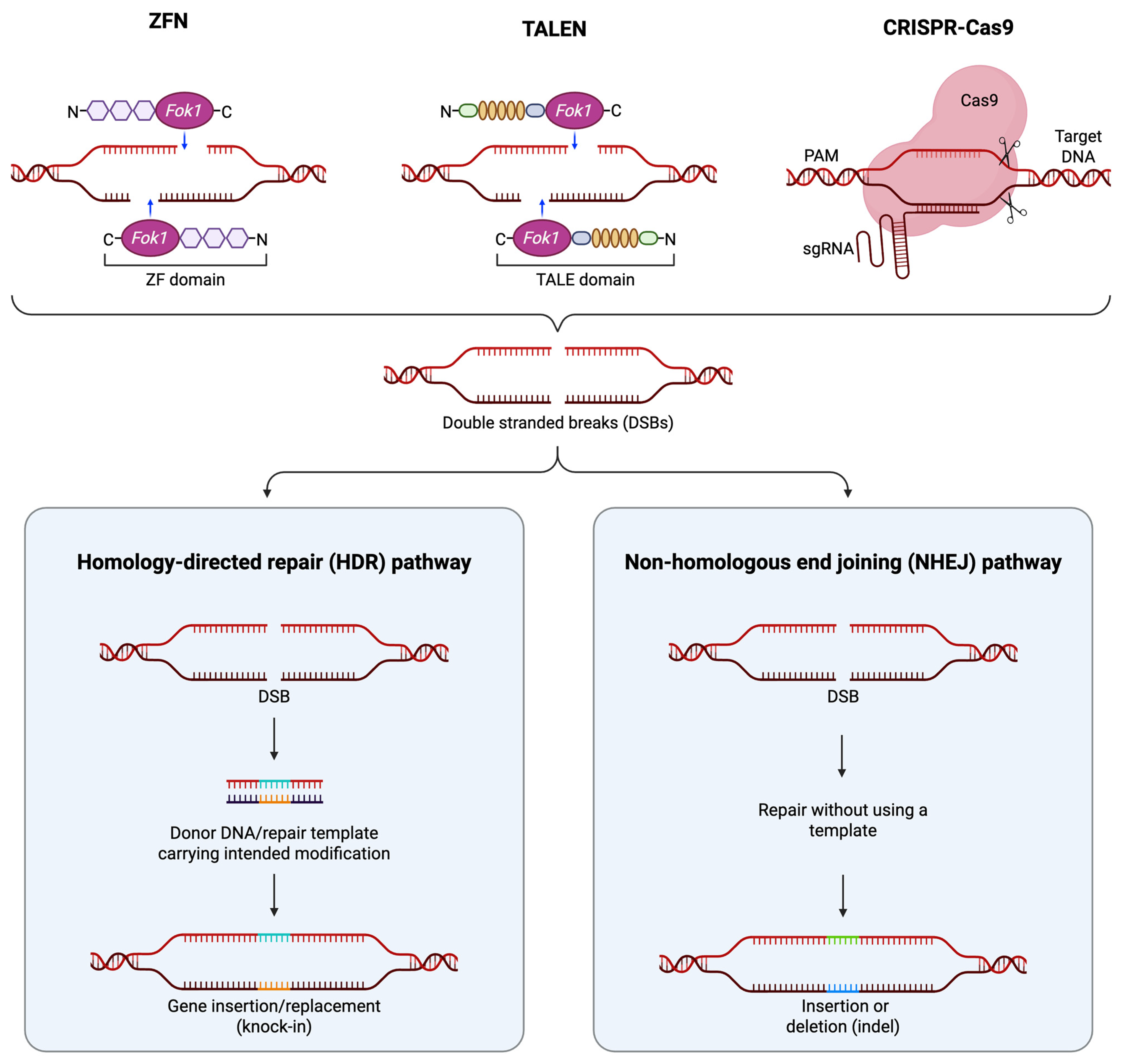Cells 15 00134 g002 Cells 15 00134 g002