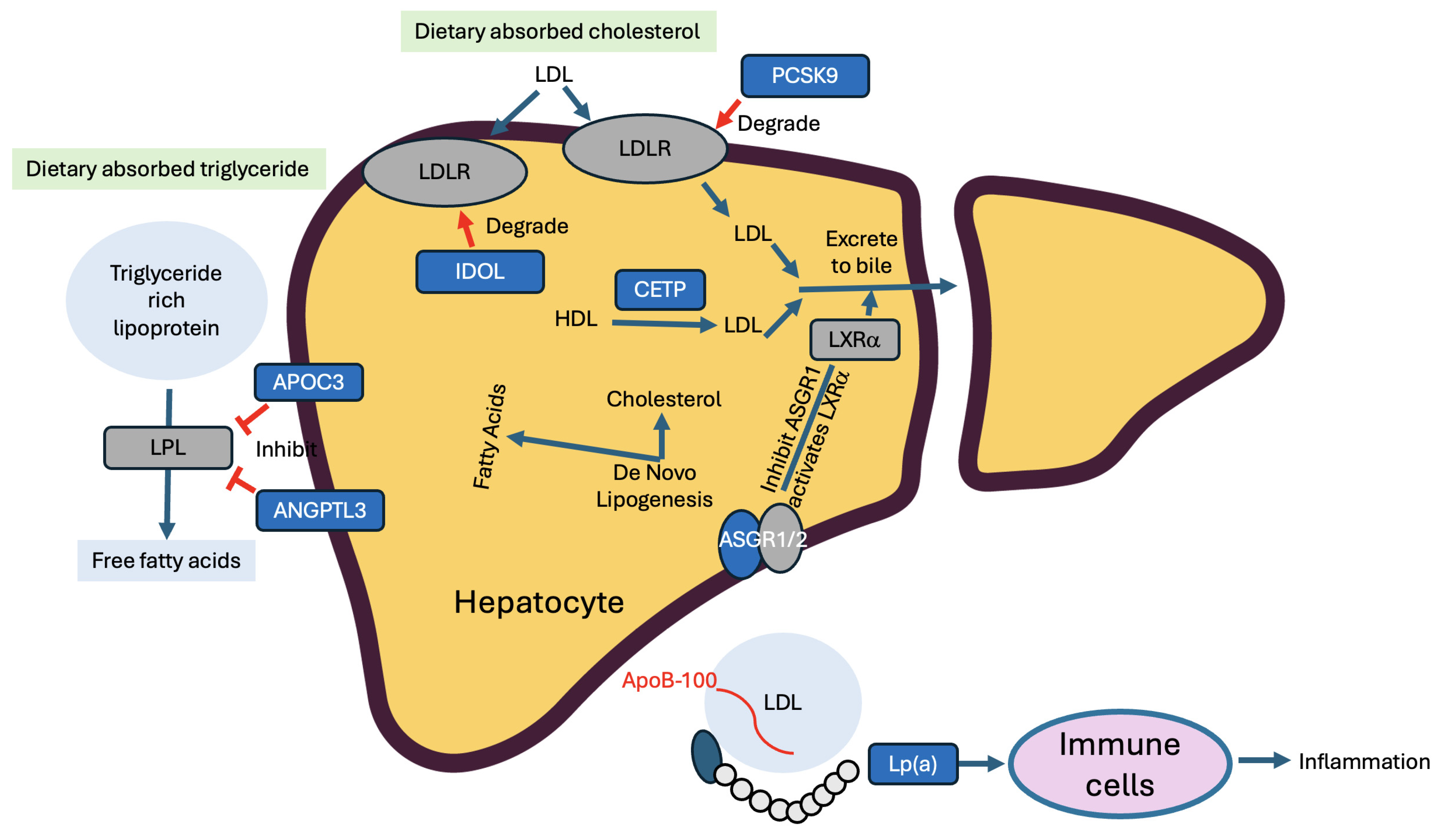 Cells 15 00134 g006 Cells 15 00134 g006