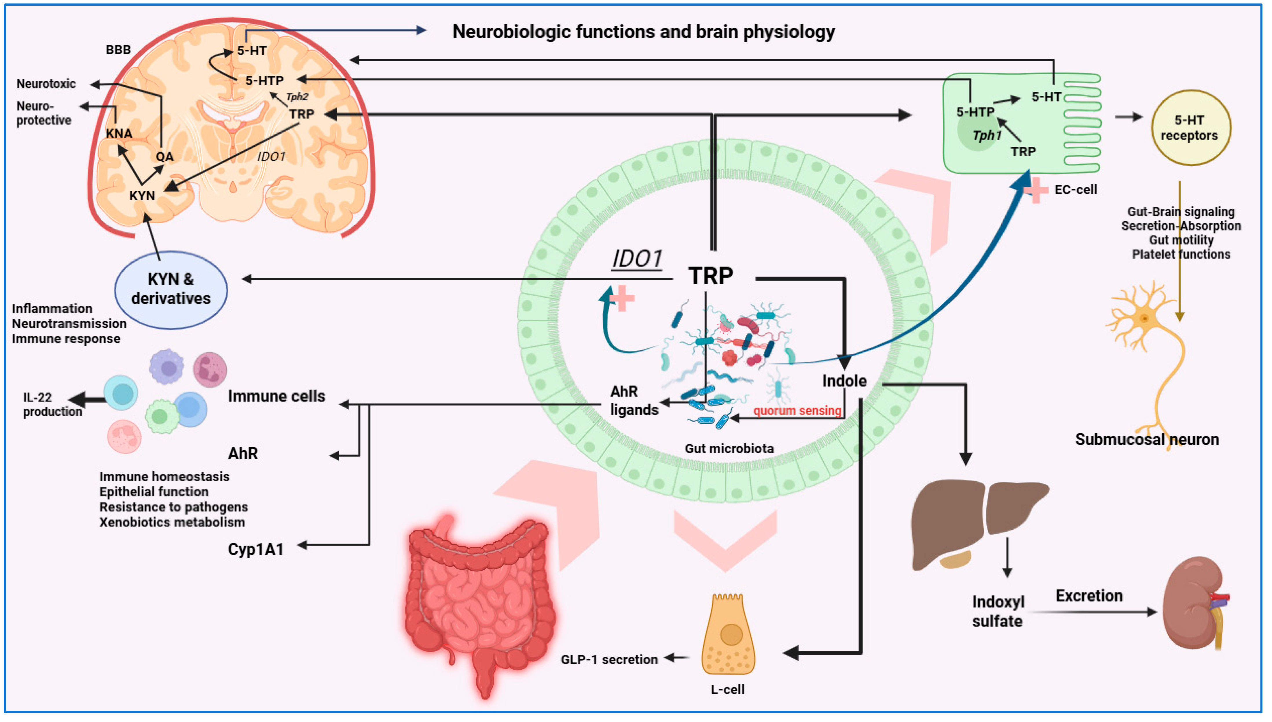 Cells 15 00135 g002 Cells 15 00135 g002