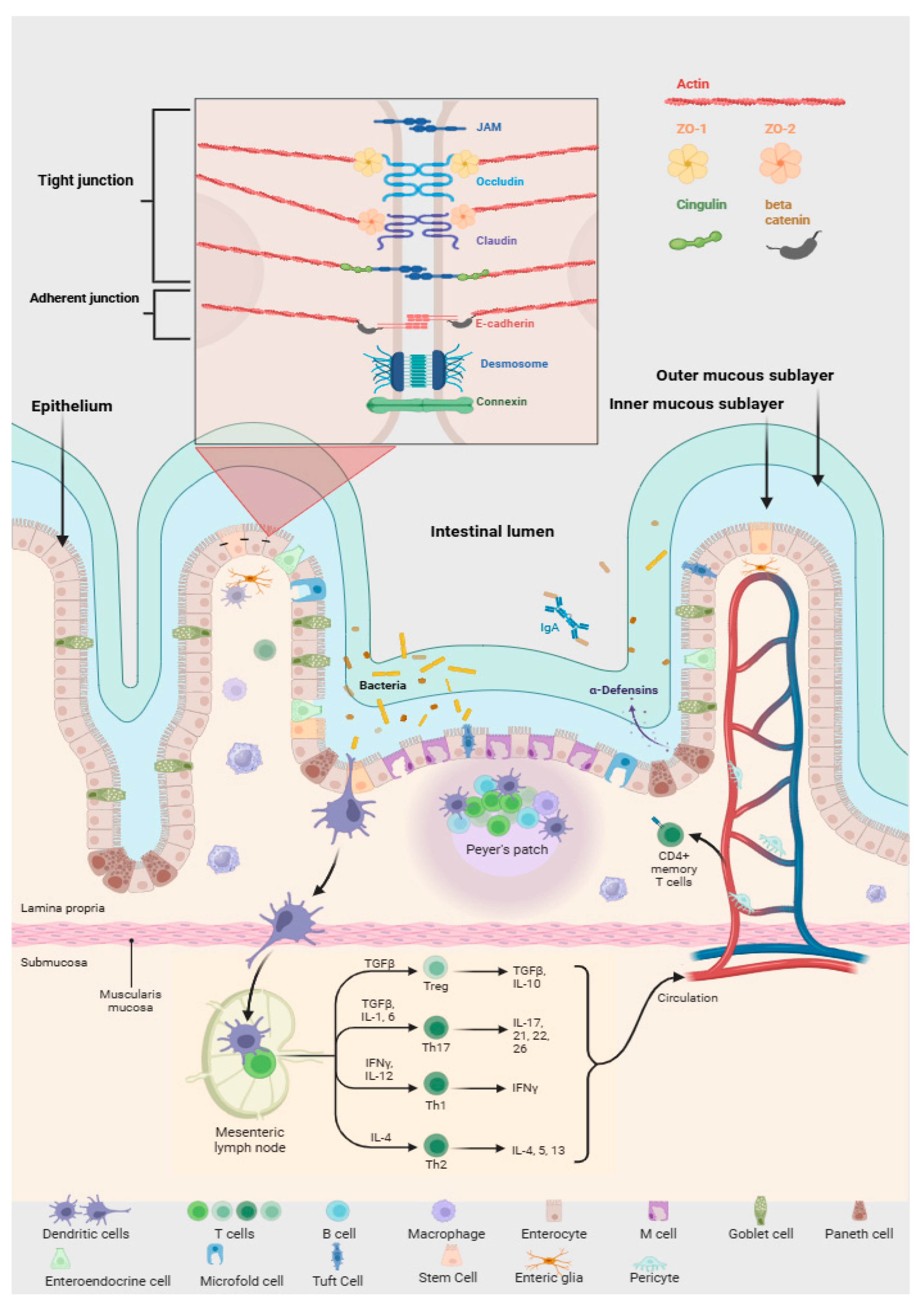 Cells 15 00135 g004 Cells 15 00135 g004