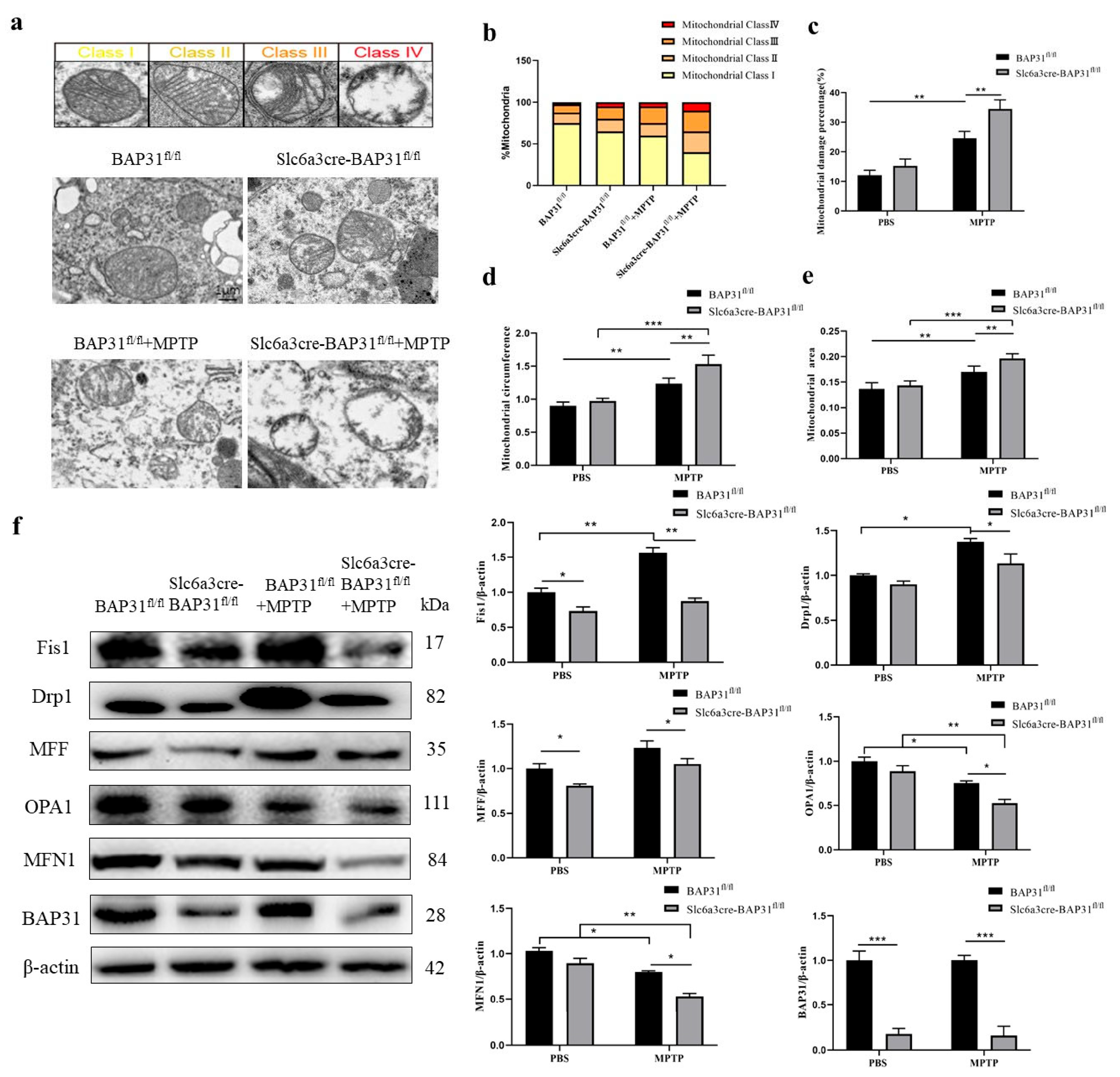 Cells 15 00137 g005 Cells 15 00137 g005