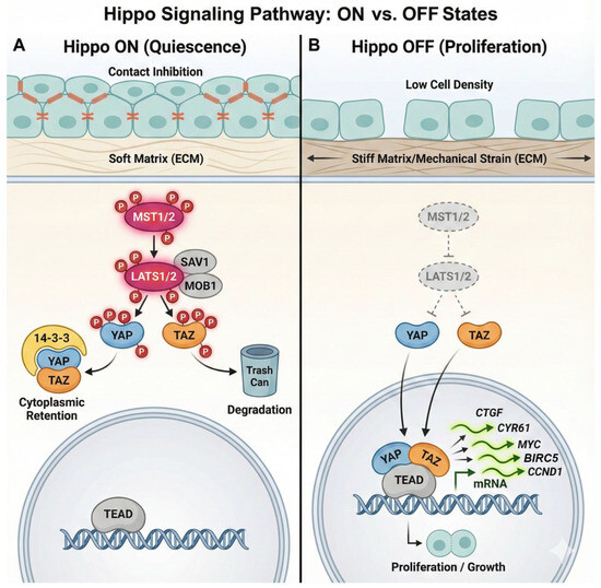 Hippo Signaling in the Lung: A Tale of Two Effectors—Yap Drives Airway ...