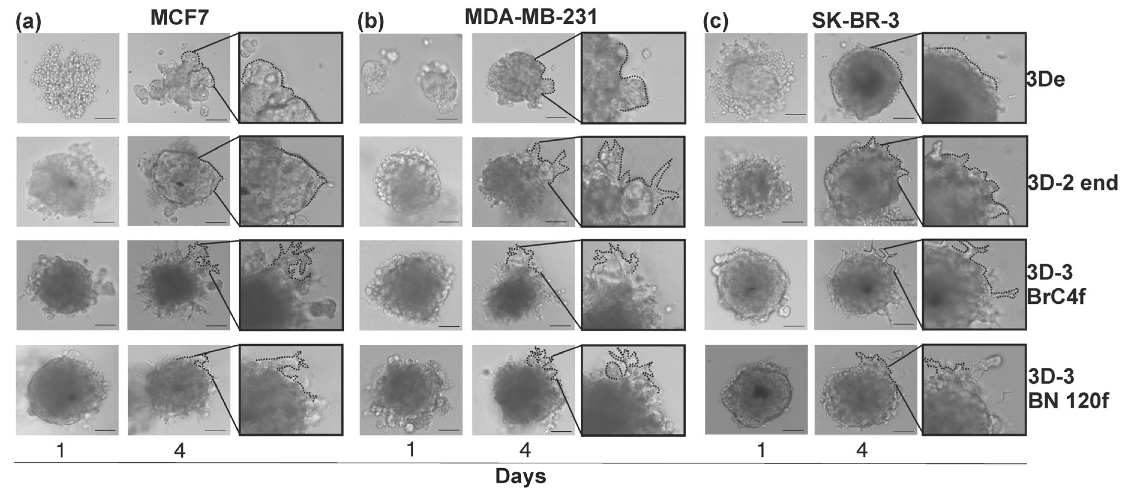 Cells 15 00145 g005 Cells 15 00145 g005