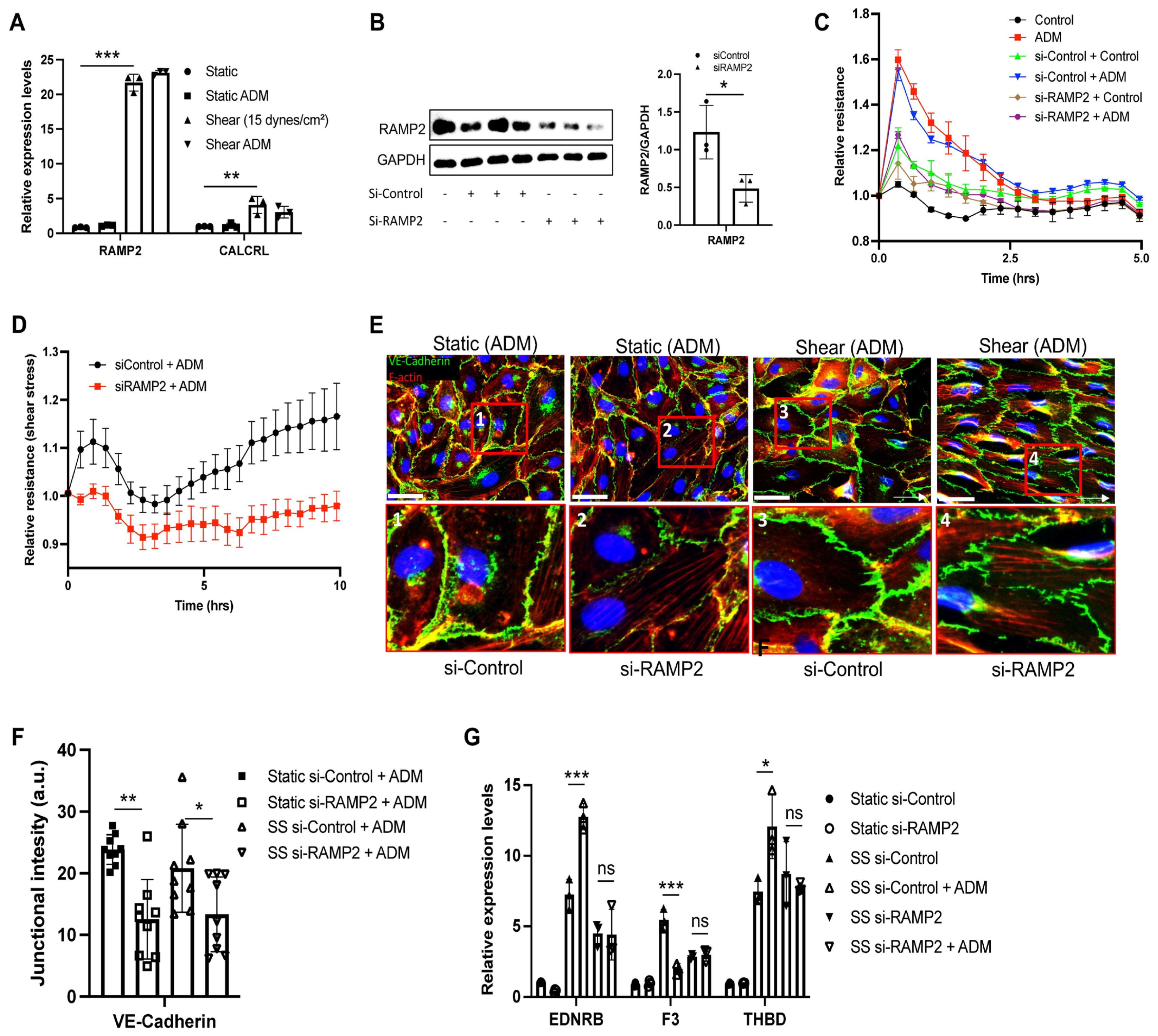 Cells 15 00152 g004 Cells 15 00152 g004