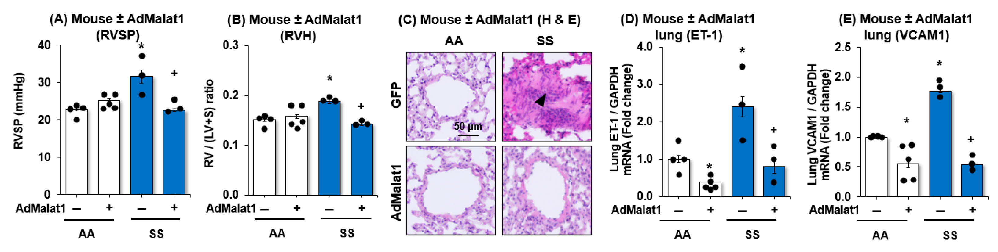 Cells 15 00154 g003