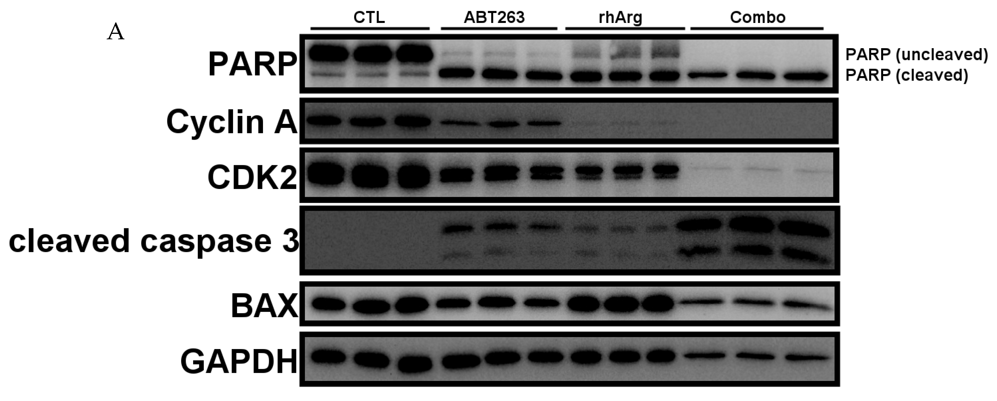 Cells 15 00164 g007a