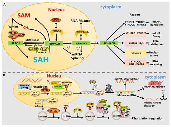 The Regulatory Role of m6A Modification in the Function and Signaling ...
