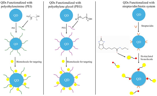 Advancing Bioconjugated Quantum Dots with Click Chemistry and