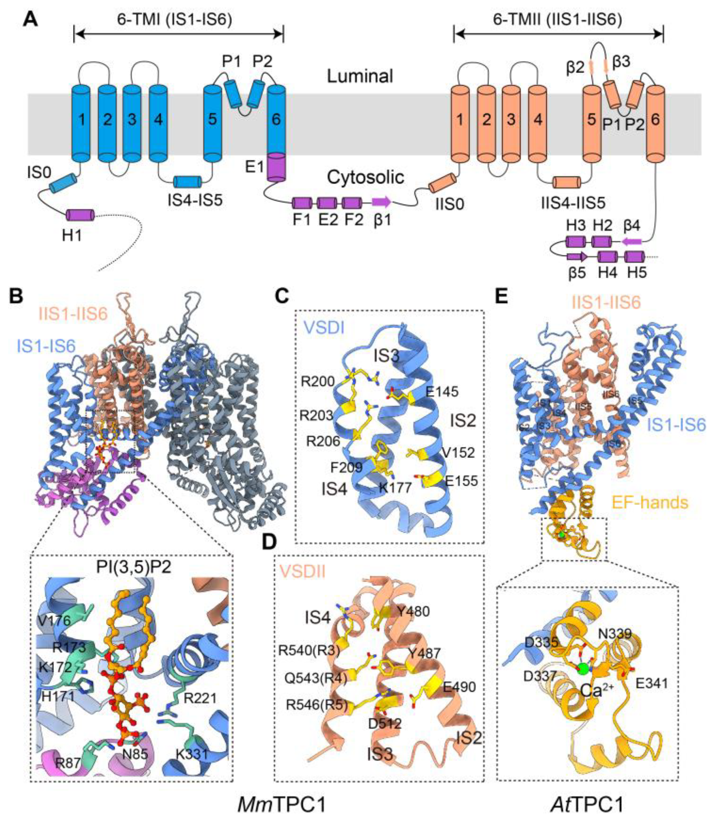 Cells 15 00194 g002
