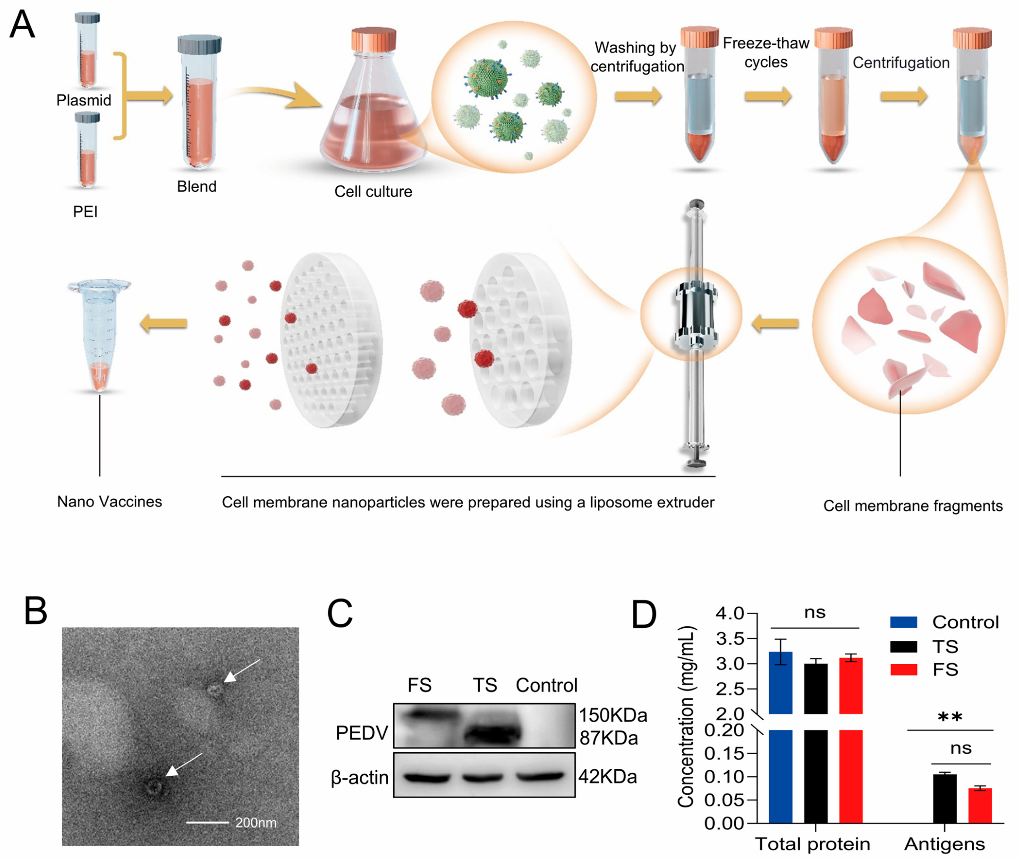 Cells 15 00208 g002