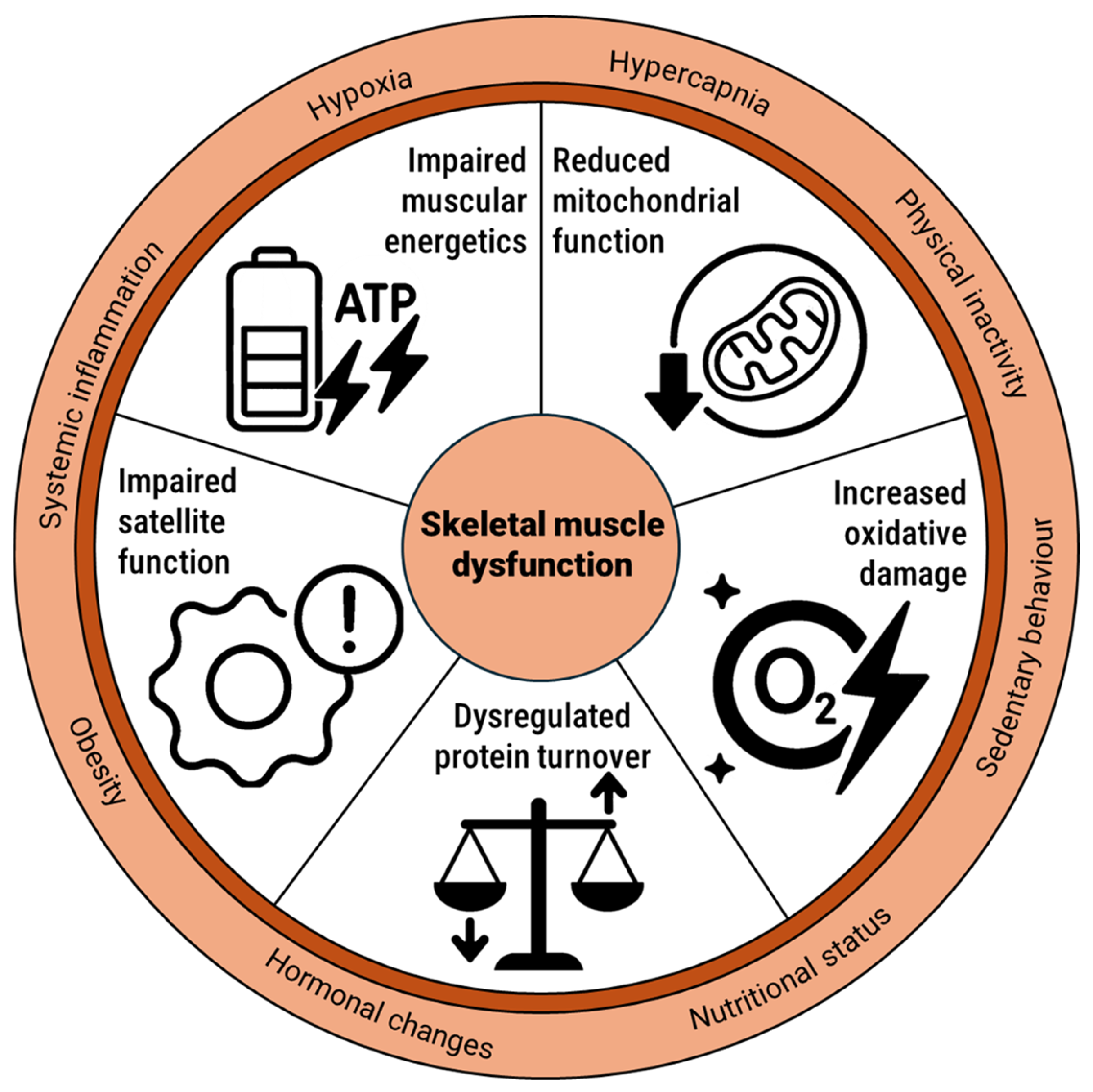 Lower-Limb Muscle Impairments in Patients with COPD: An Overview