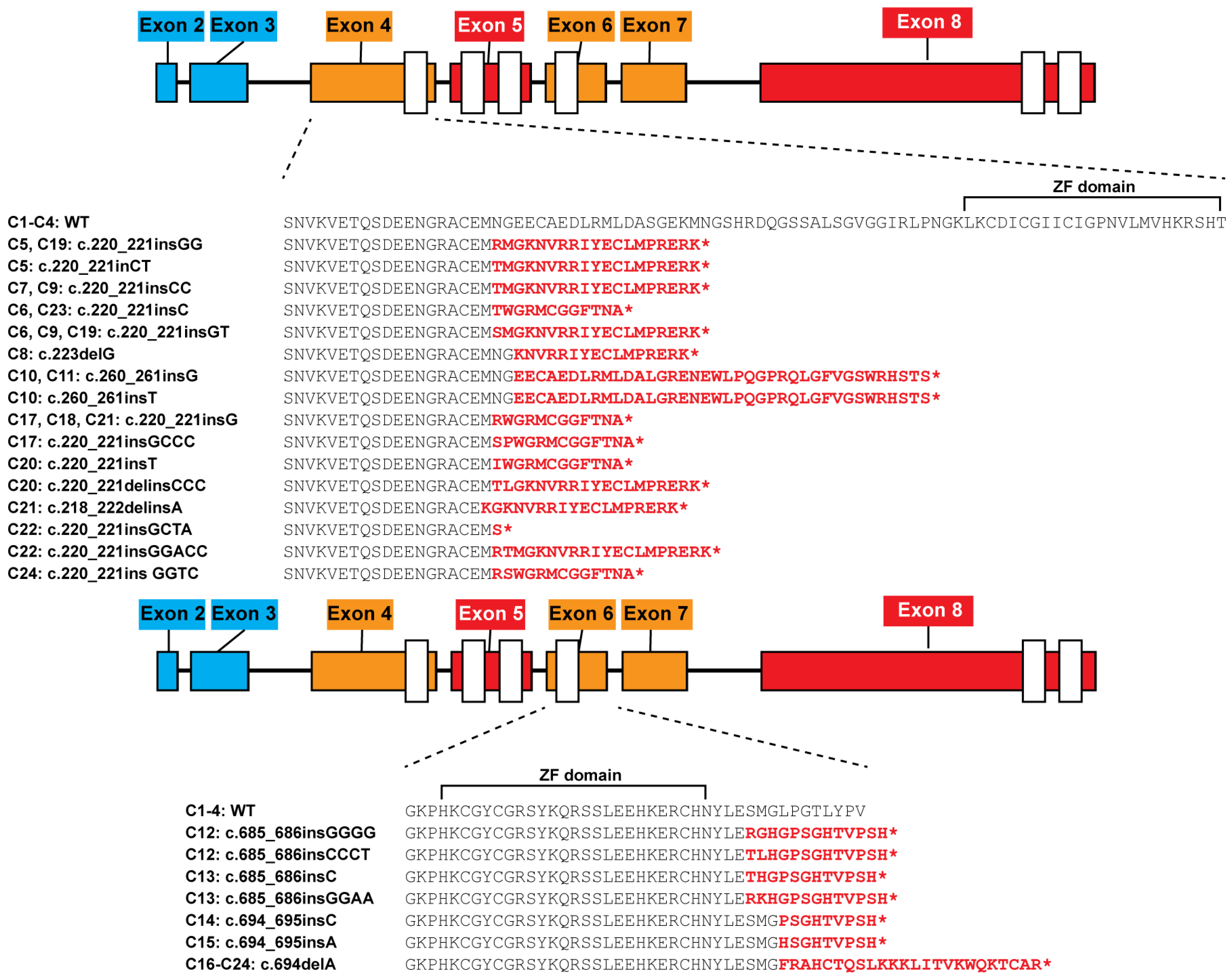 Cells 15 00221 g001 Cells 15 00221 g001