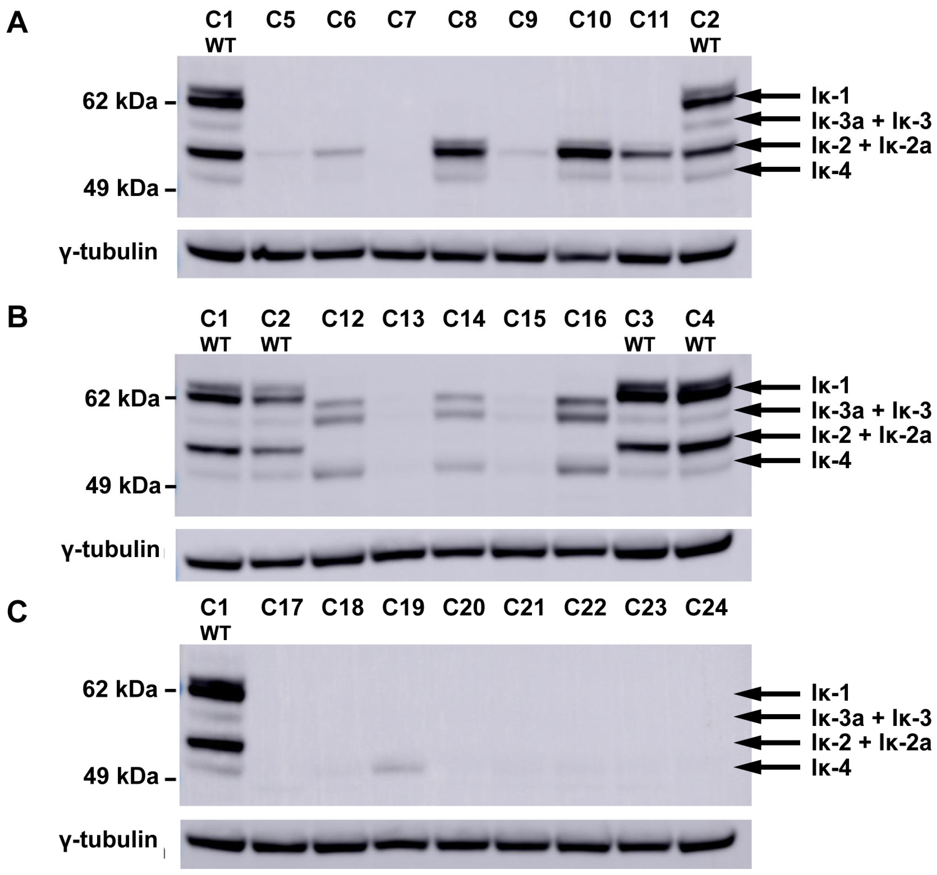 Cells 15 00221 g002 Cells 15 00221 g002