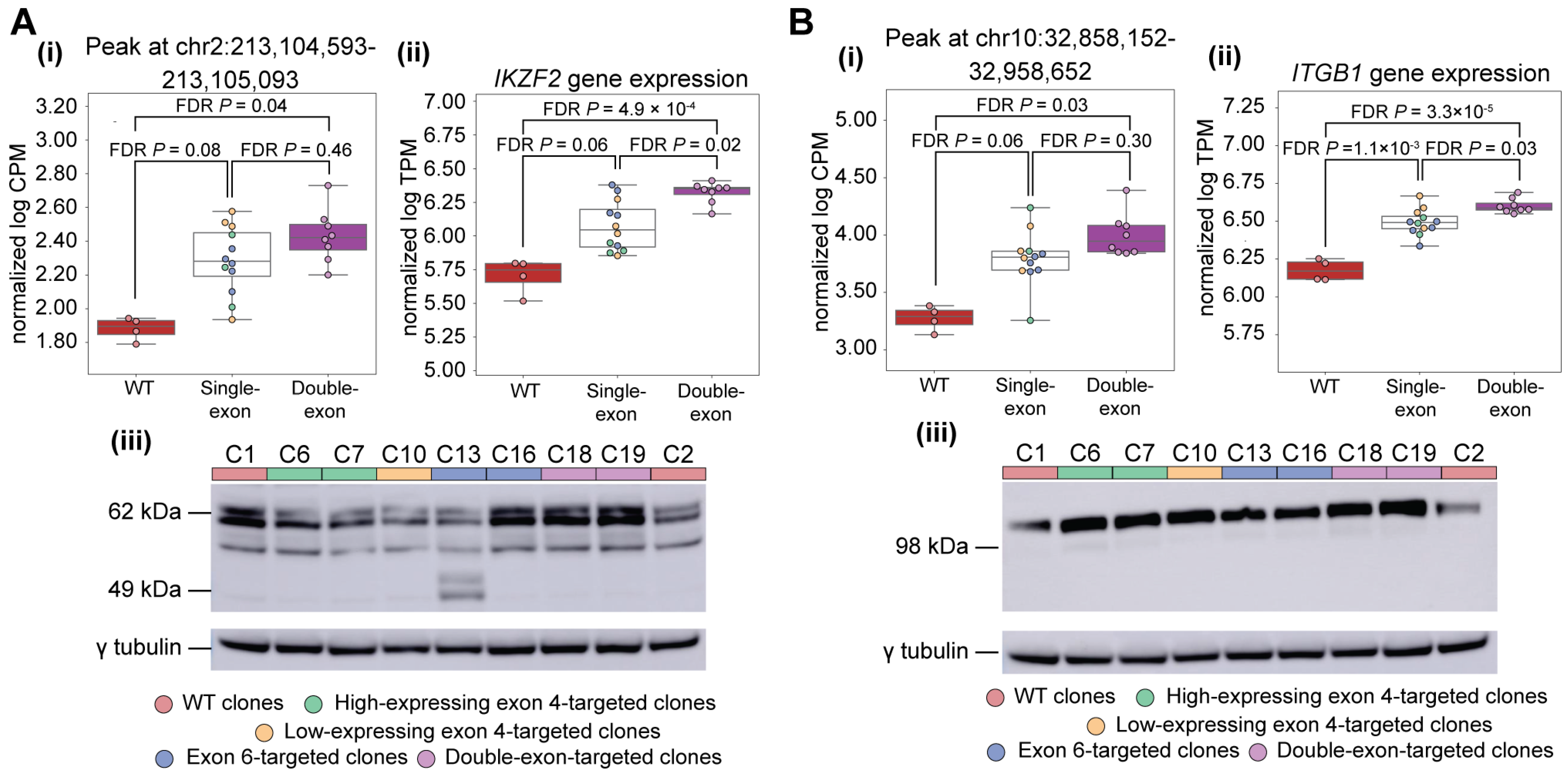 Cells 15 00221 g006 Cells 15 00221 g006