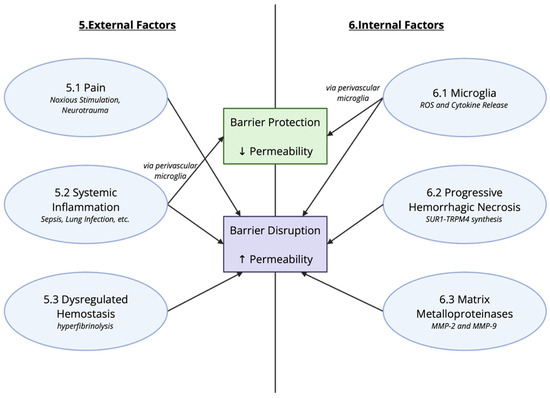 When Barriers Break: Tight Junction Regulation and Dynamic
