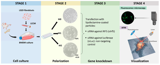 bpc-157 macrophage m1 m2 New insights into M1/M2 macrophages: key modulators in cancer progression | Cancer Cell International Irf5 Knockdown in Bone Marrow-Derived