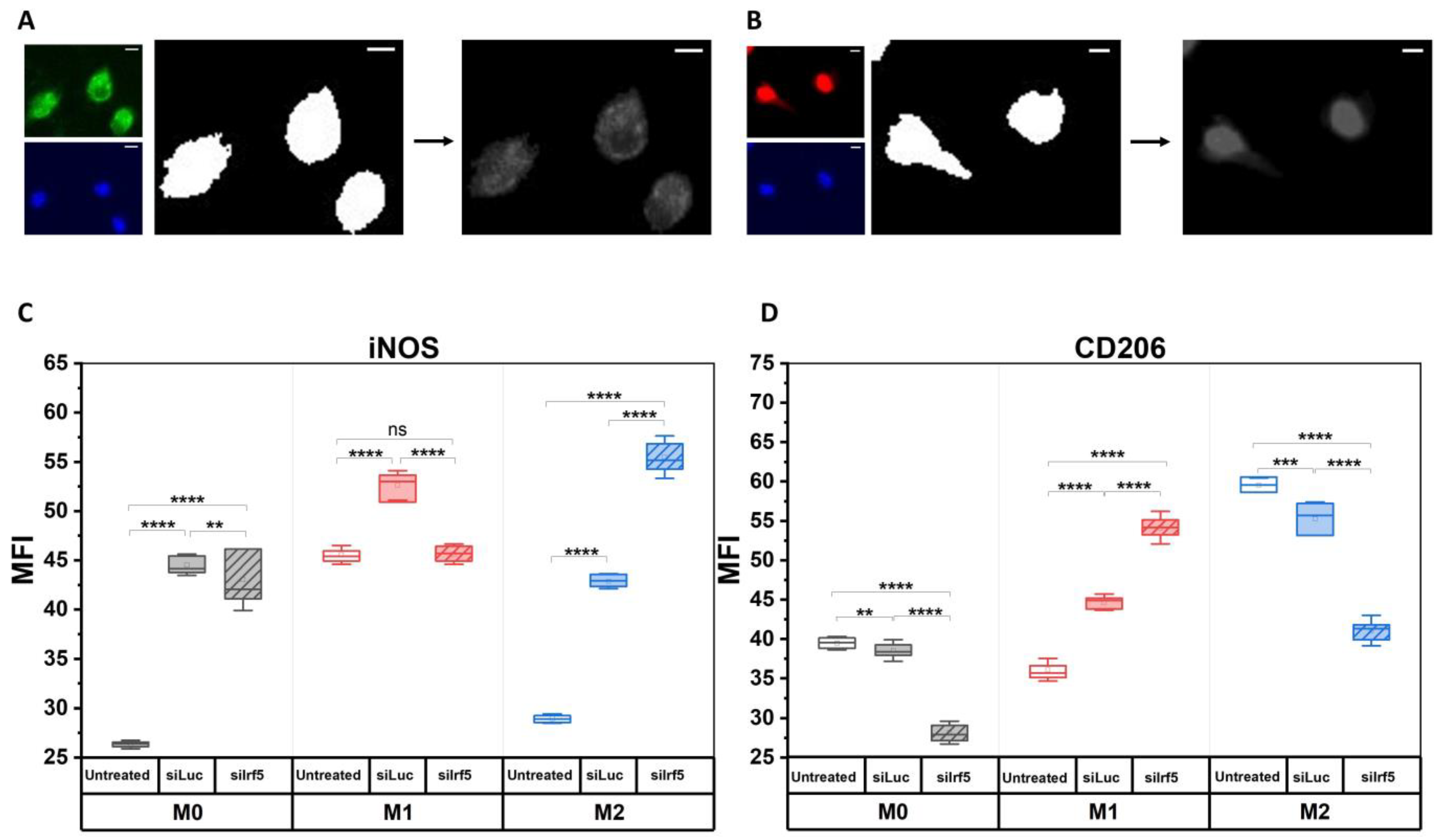 Cells 15 00238 g003 Cells 15 00238 g003