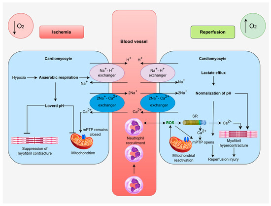 Molecular and Cellular Mechanisms of Myocardial Ischemia and ...
