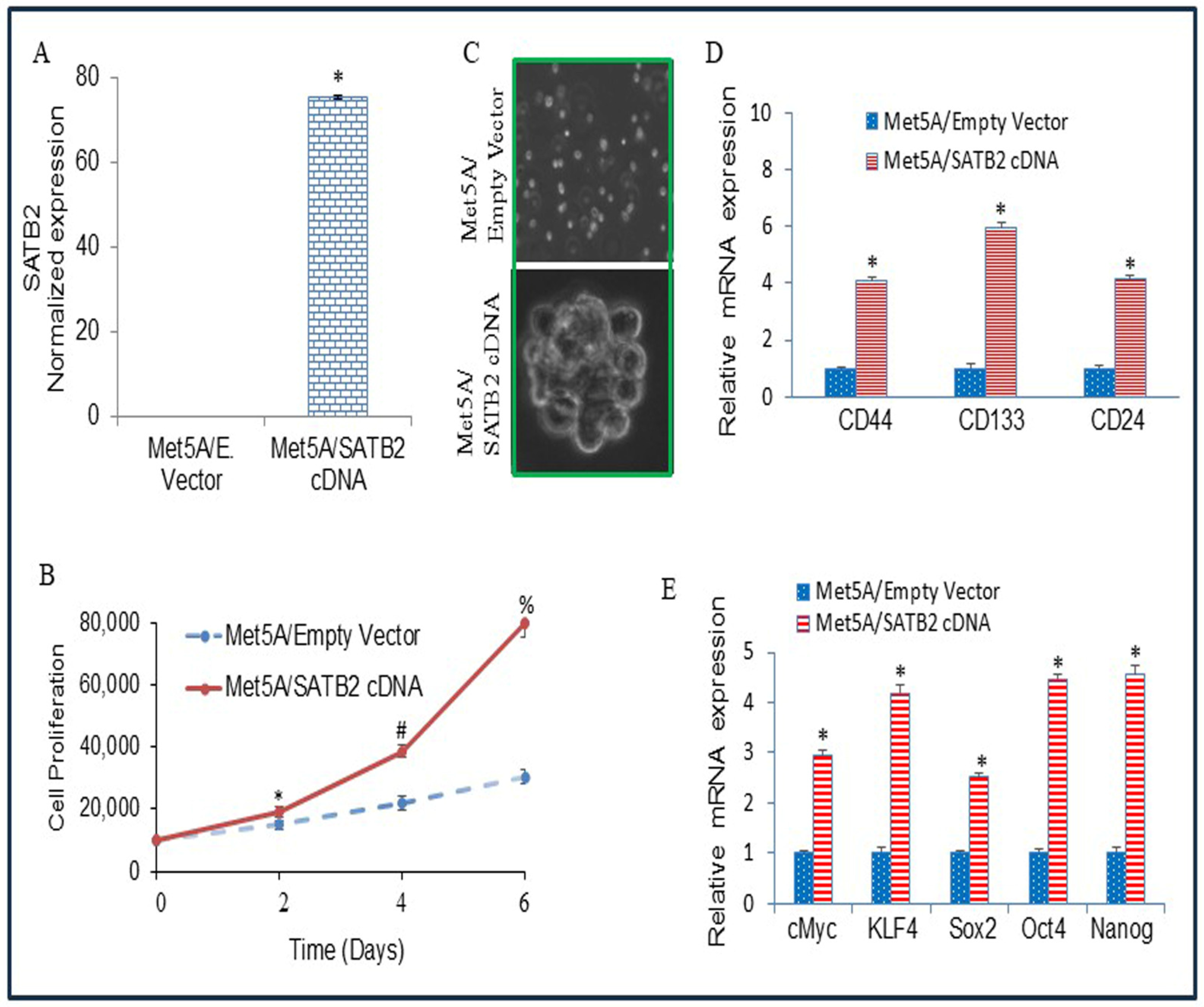 Cells 15 00283 g002 Cells 15 00283 g002