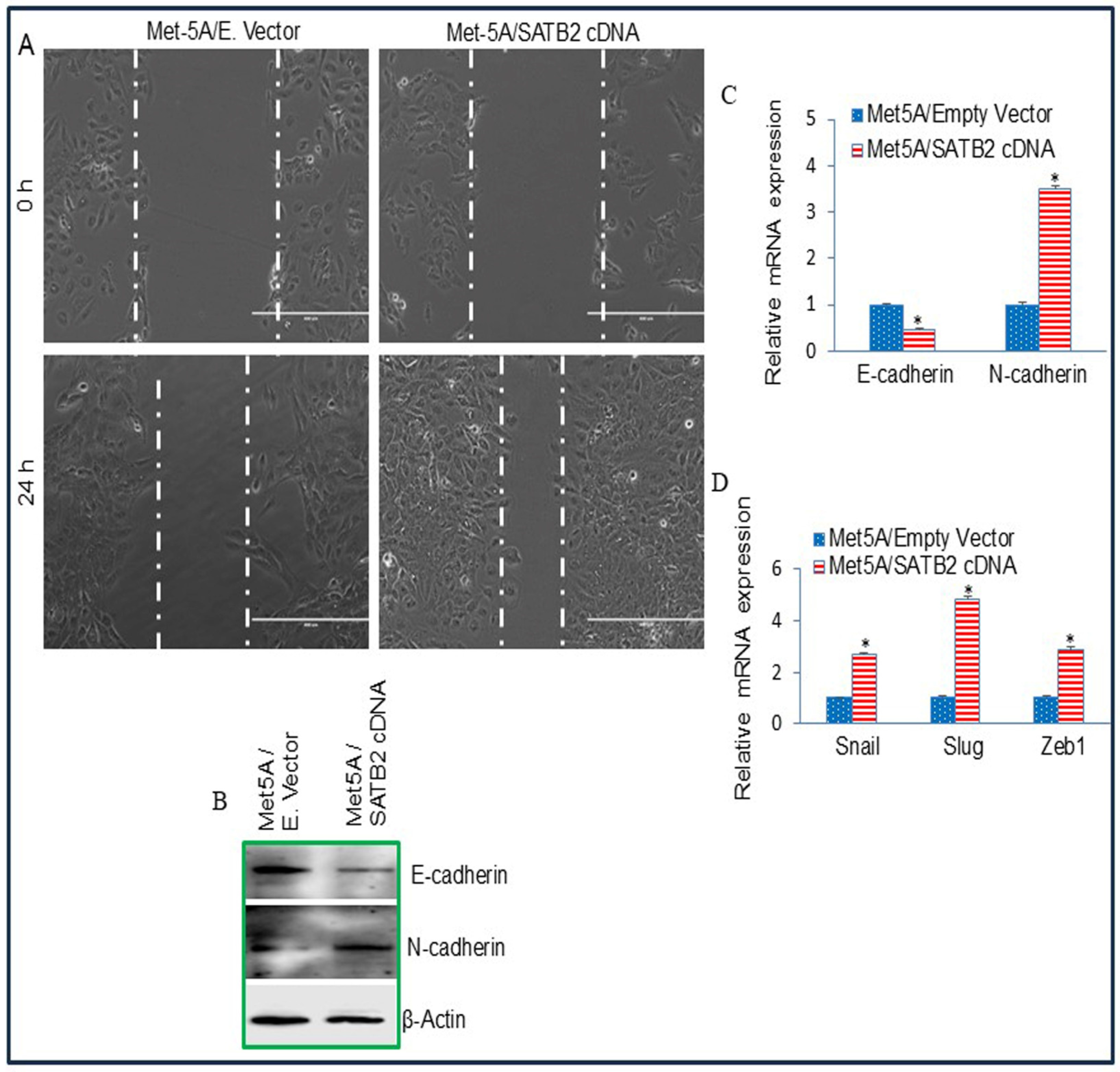 Cells 15 00283 g003 Cells 15 00283 g003