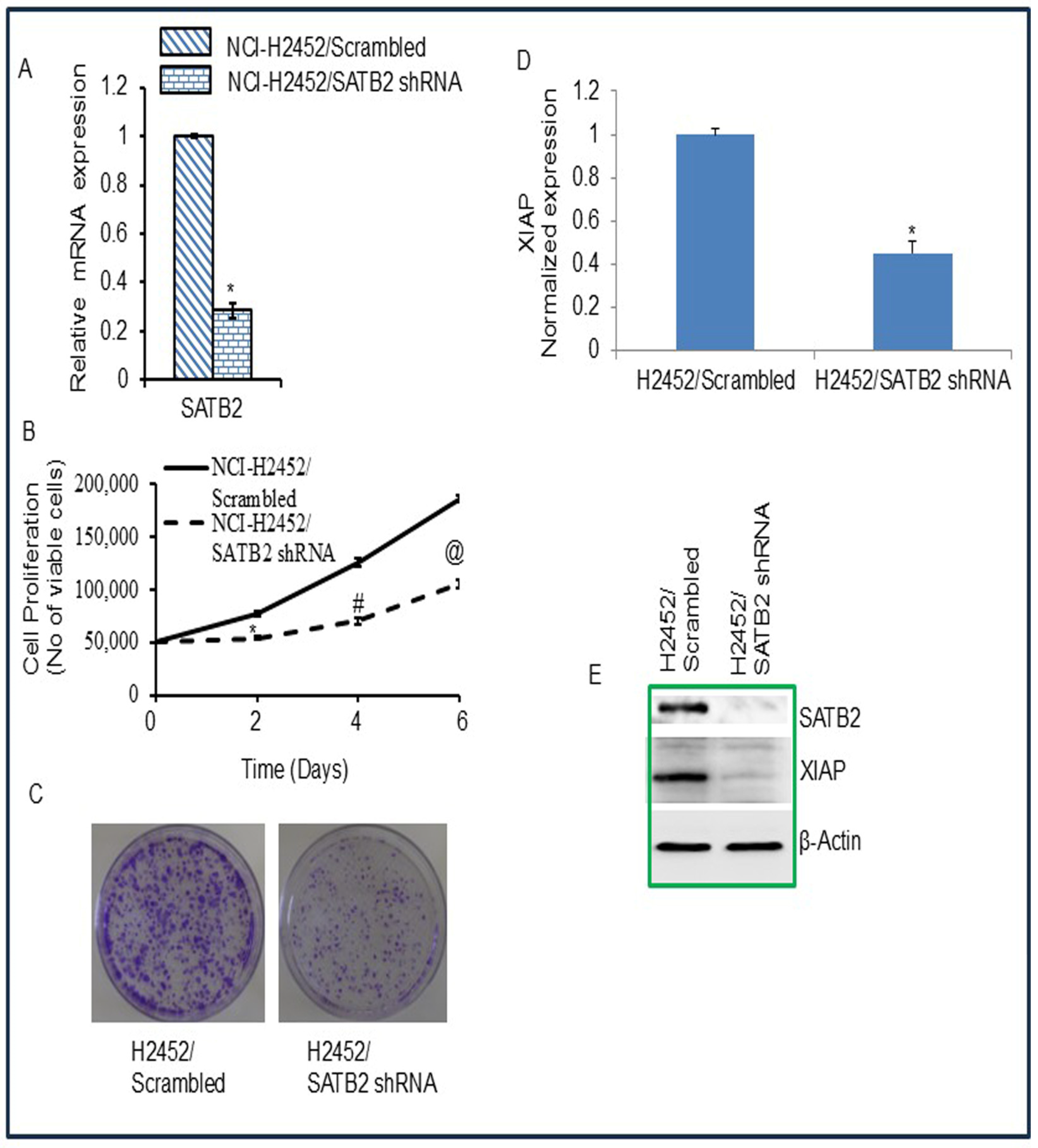 Cells 15 00283 g004 Cells 15 00283 g004