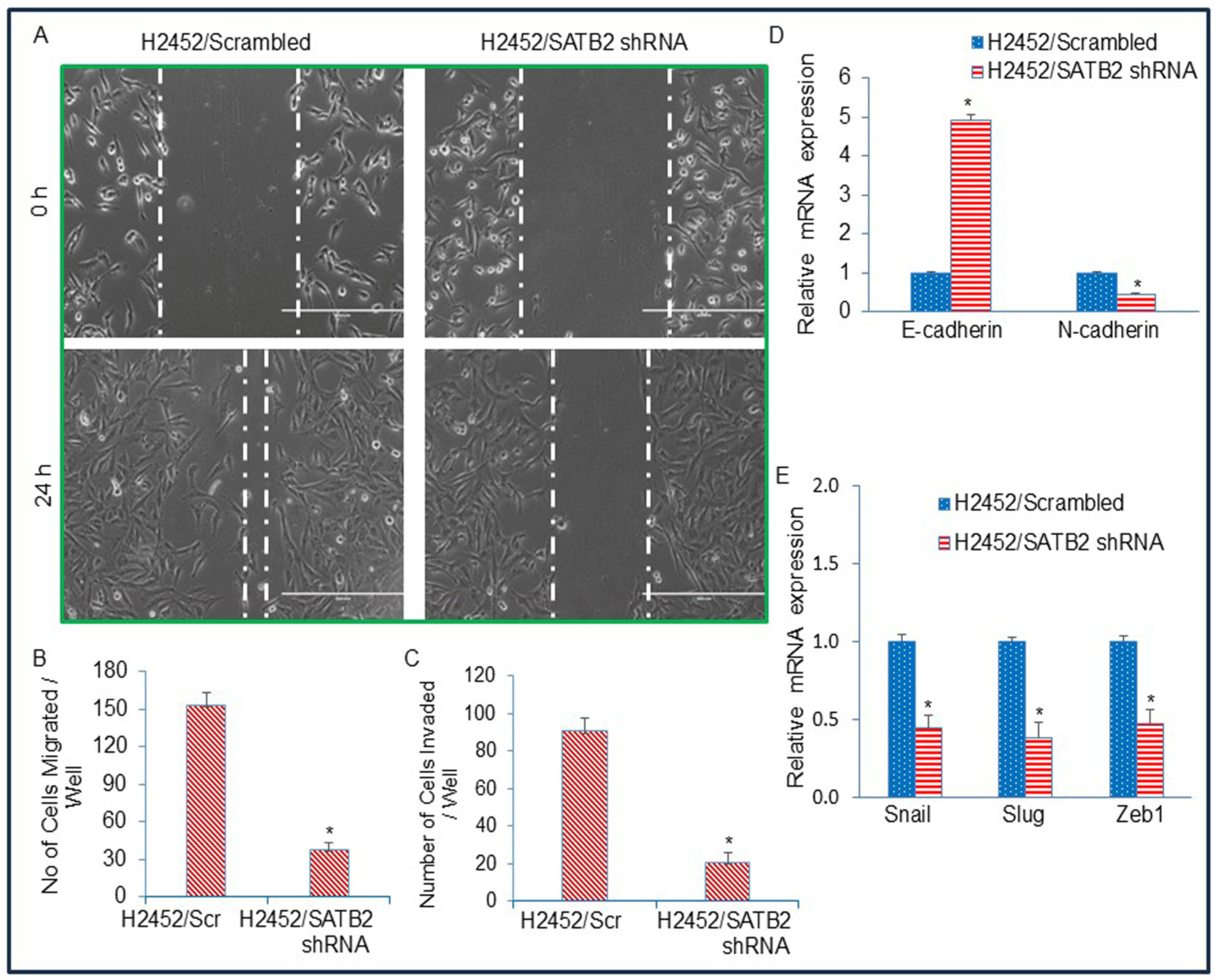 Cells 15 00283 g005 Cells 15 00283 g005